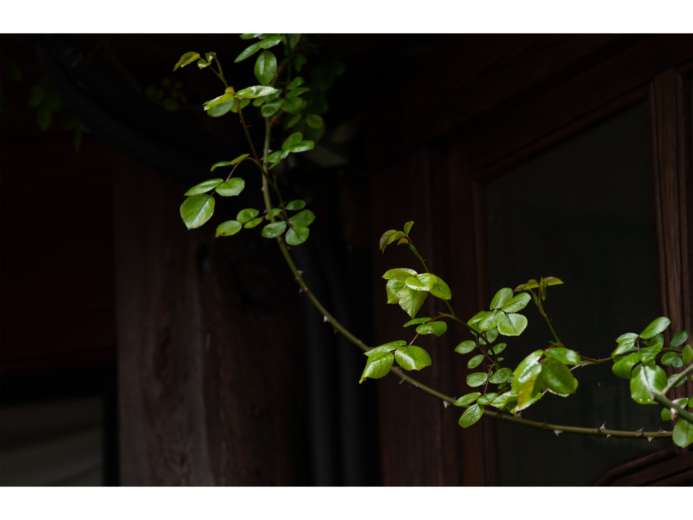 rose-vine-botanical-wall-print.jpg