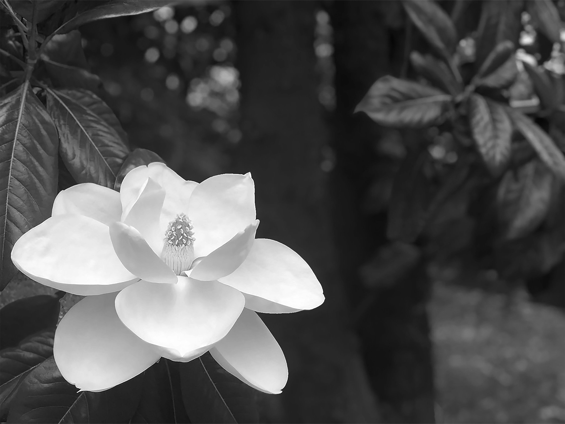 magnolia-black-white-botanical-print.jpg