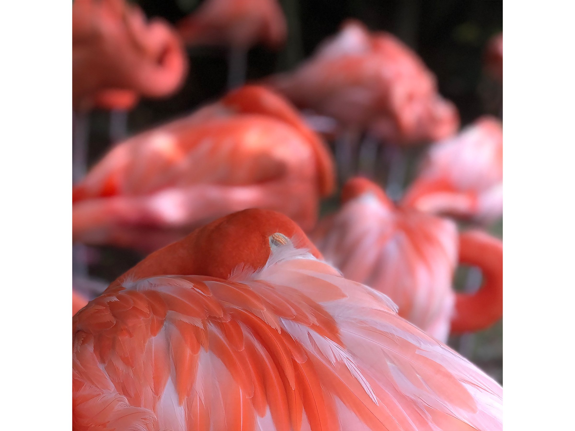 pink-flamingo-closeup-feather-print.jpg