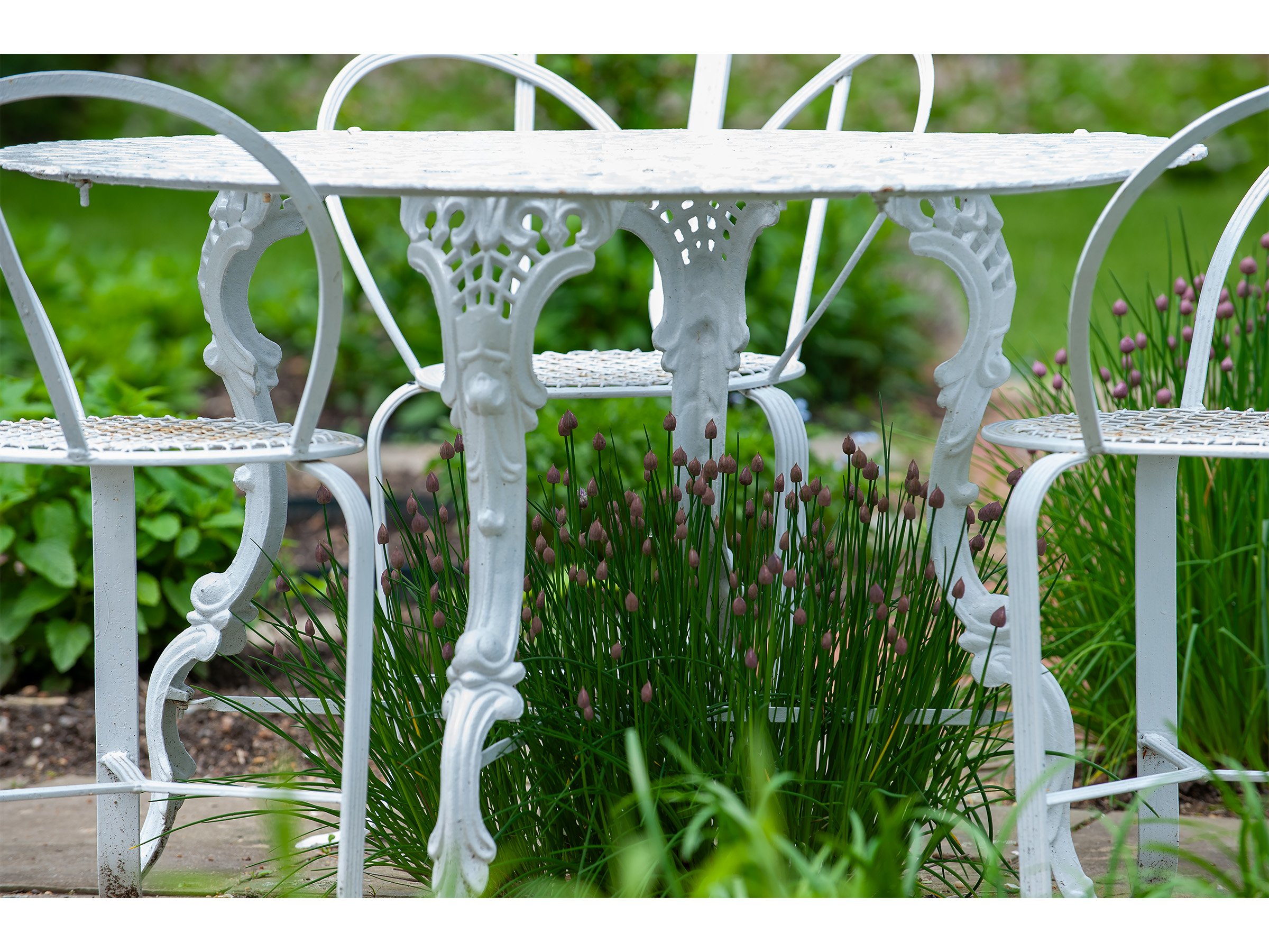 garden-table-chive-blossoms-print.jpg