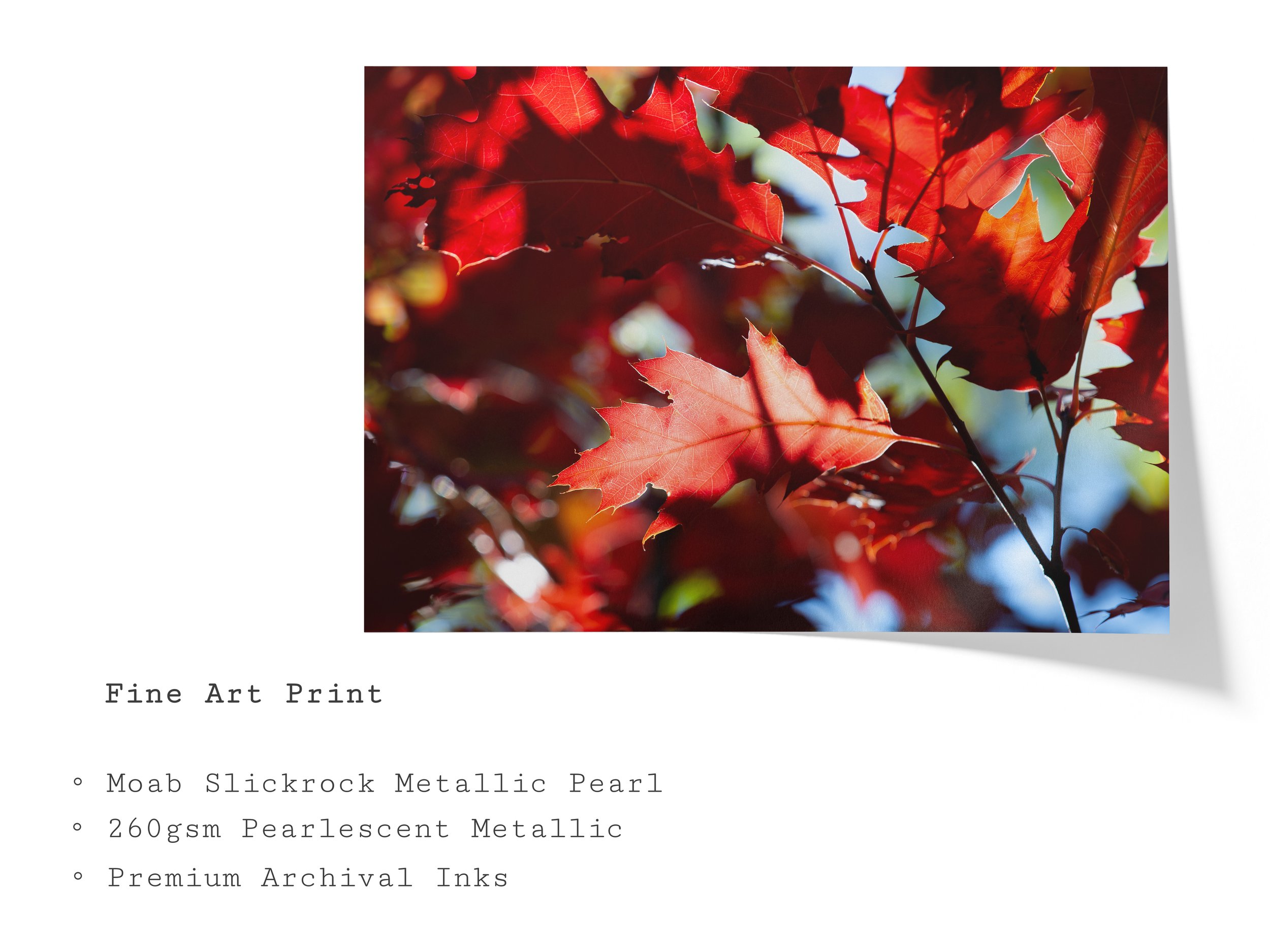 z-fall-crimson-autumn-leaves-fine-art-print.jpg