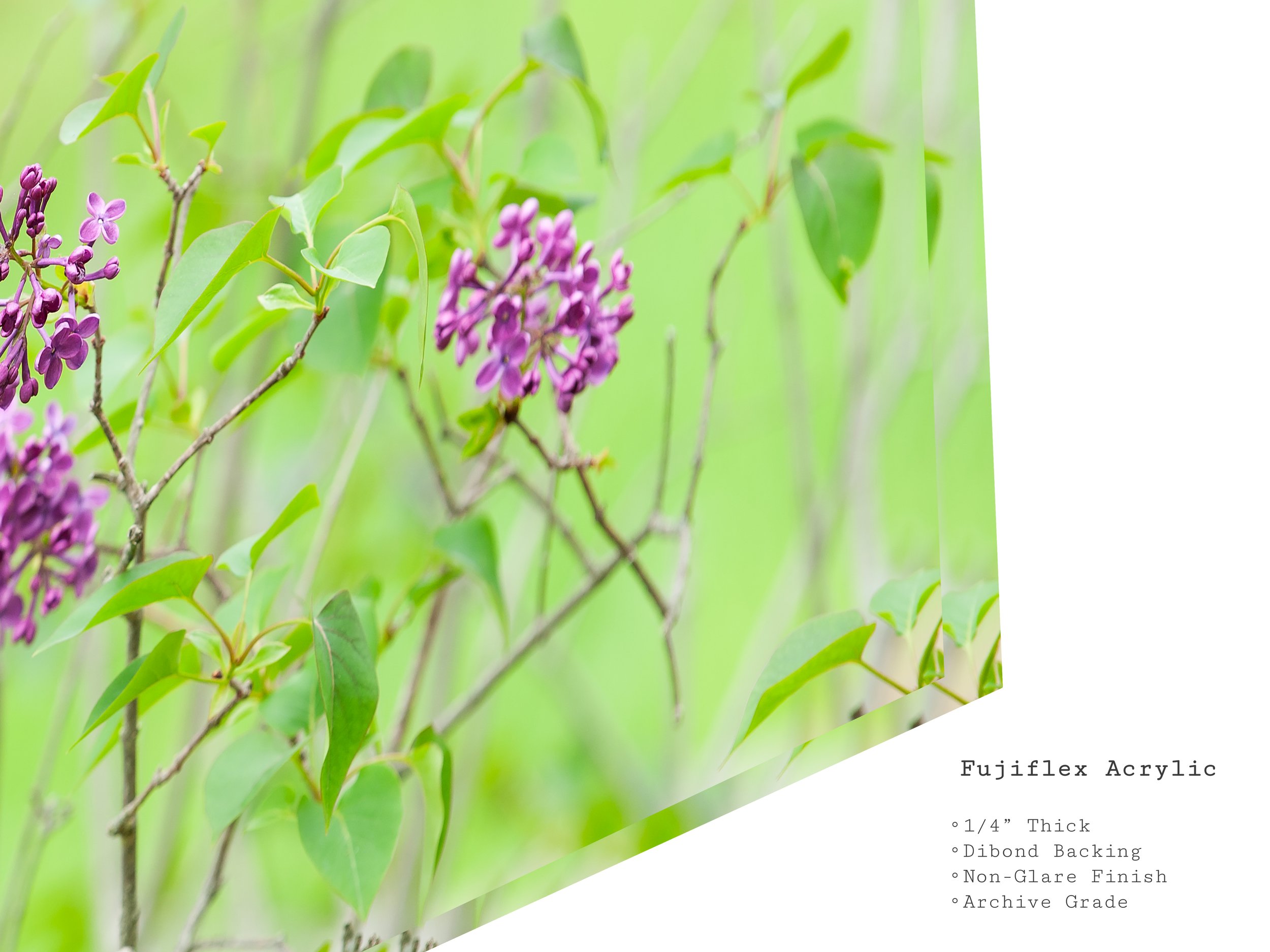 lilac-bloom-spring-photography-acrylic-art-print.jpg