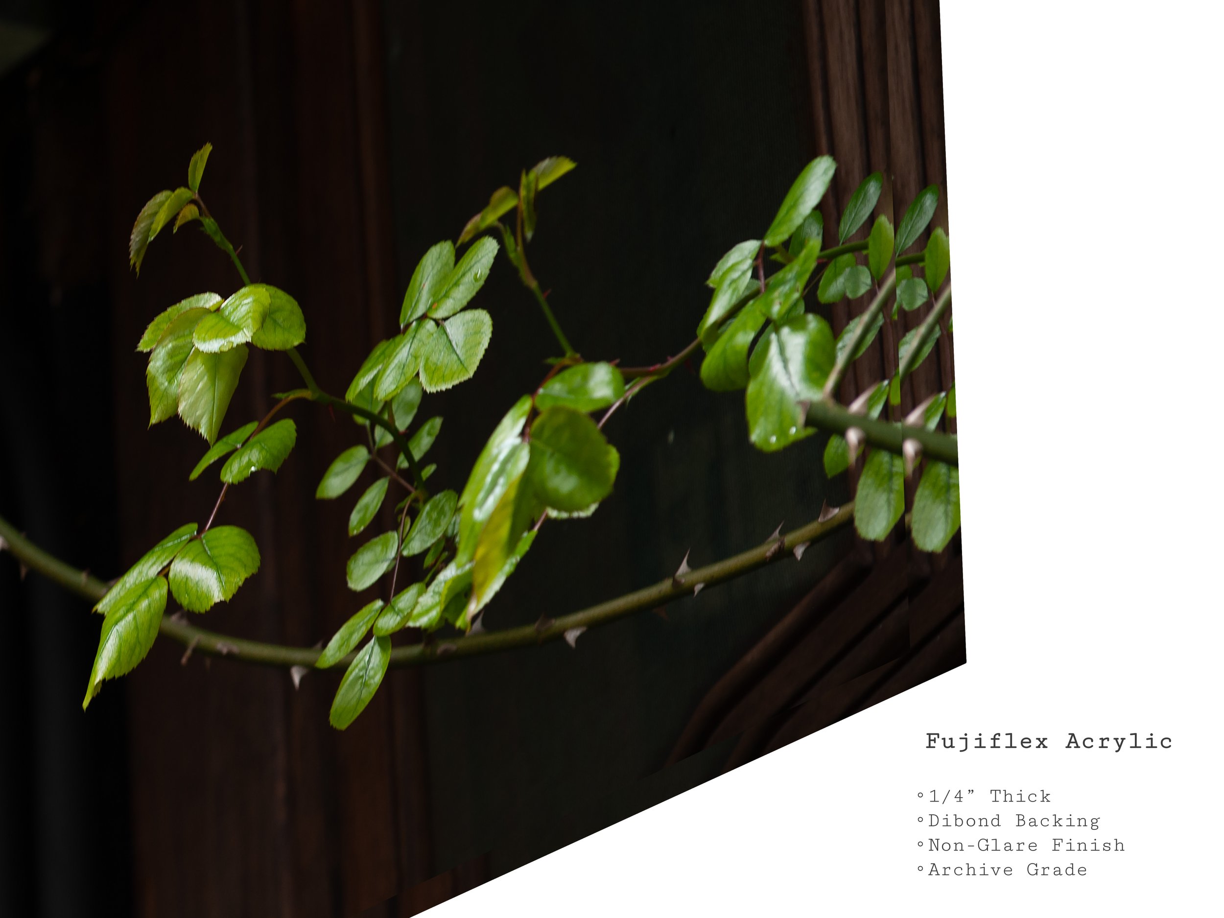 rose-vine-botanical-acrylic-art-wall-print.jpg