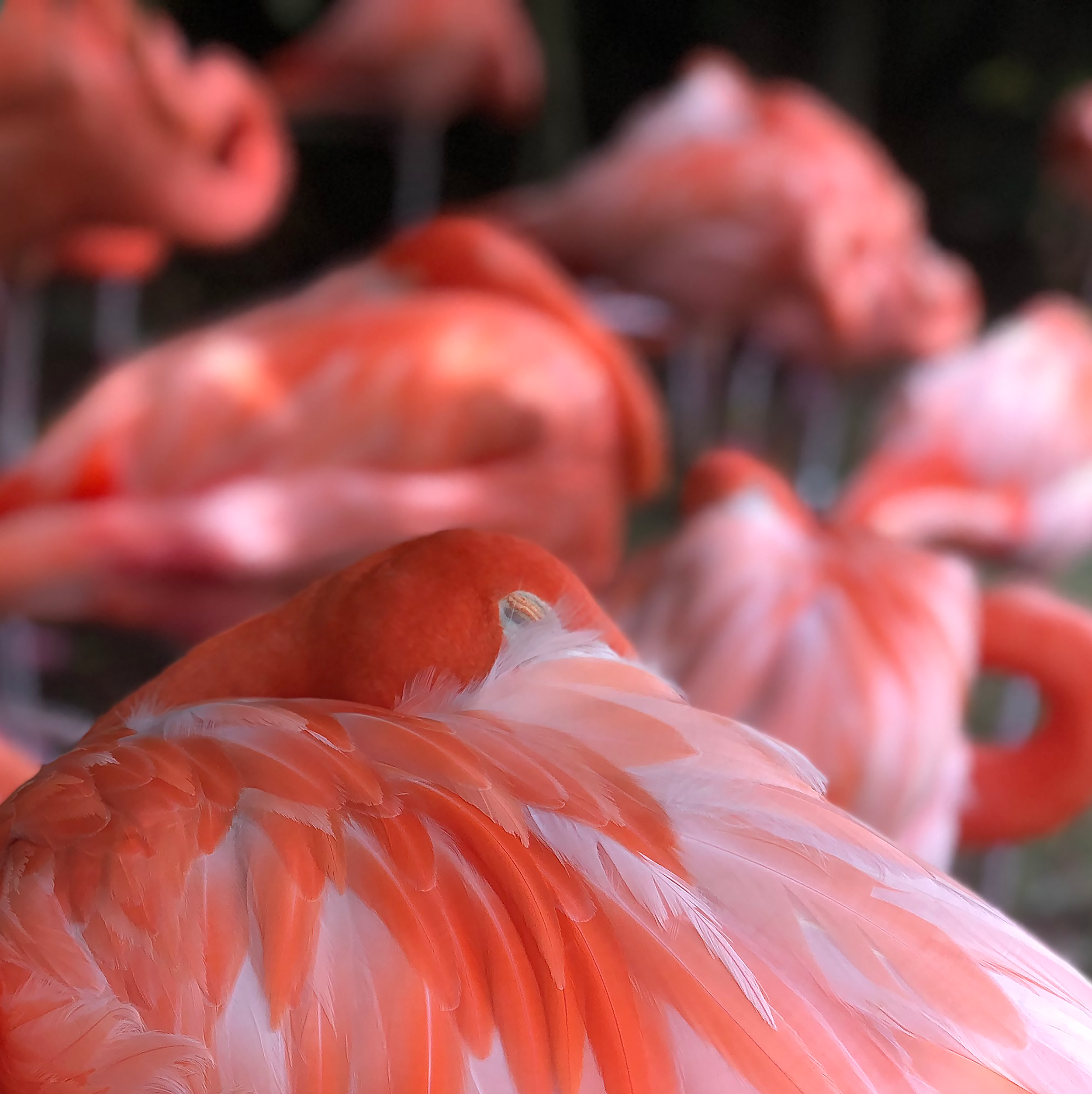 PINK FLAMINGO WEB.png
