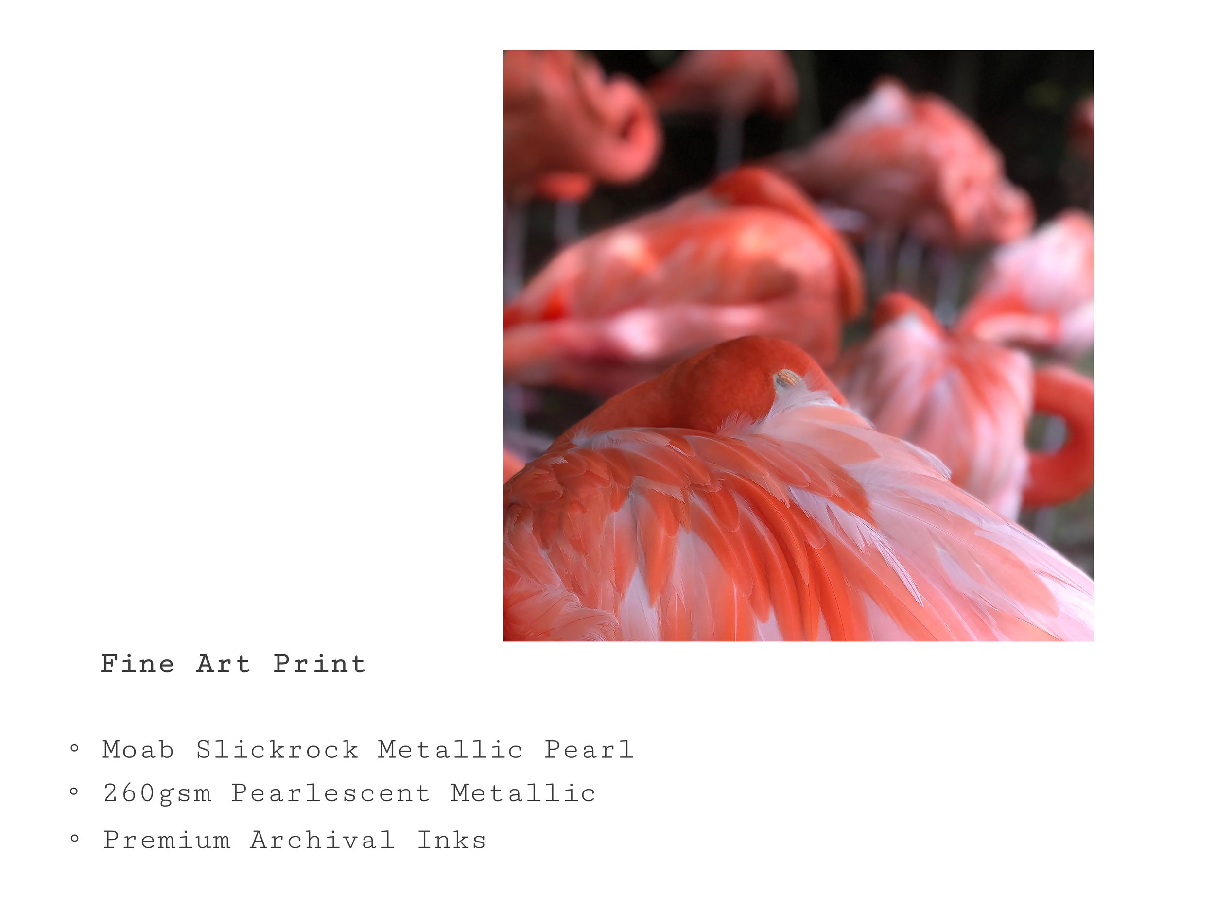 pink-flamingo-closeup-feather-fine-art-print.jpg