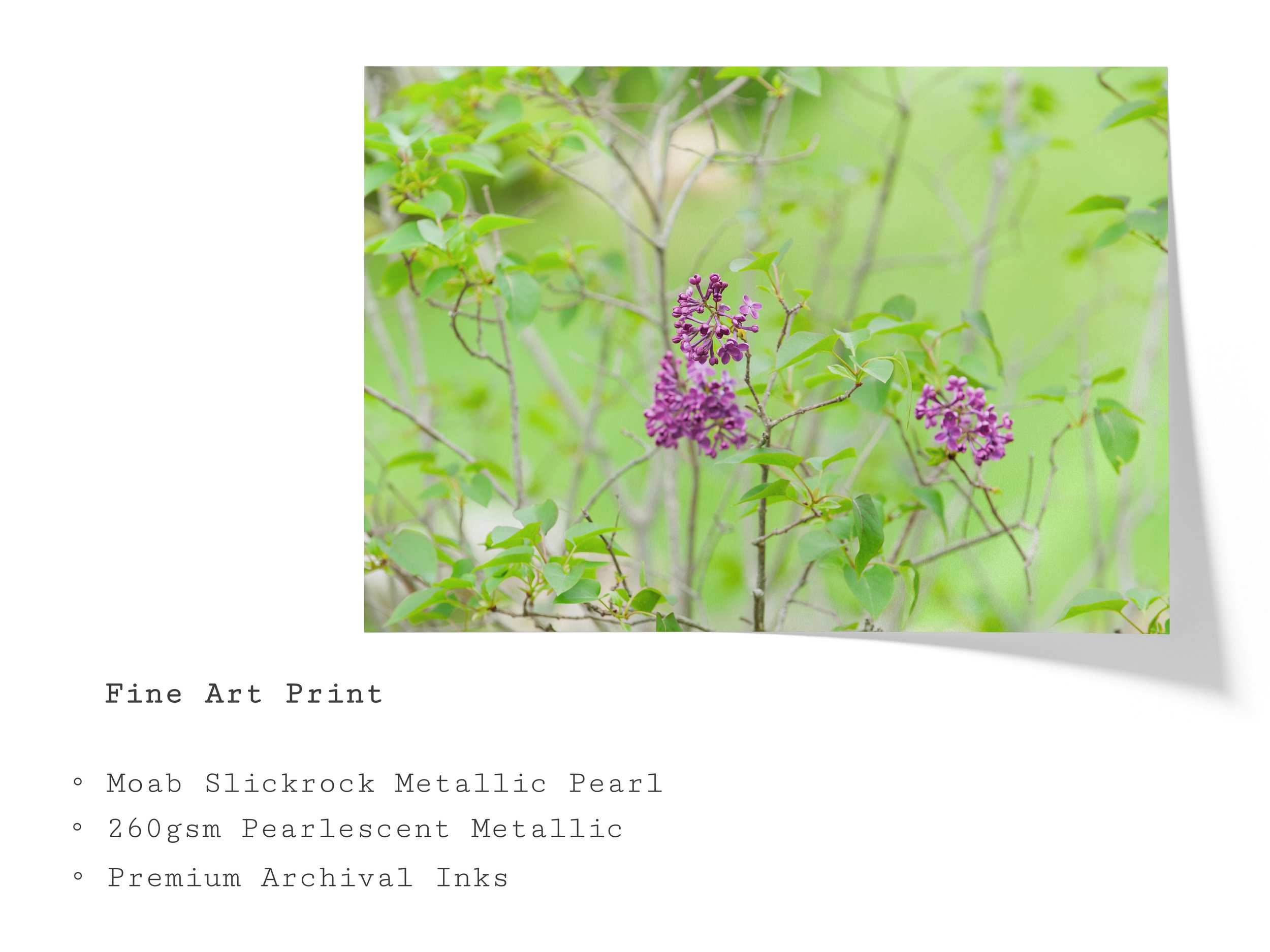 lilac-bloom-spring-photography-fine-art-print.jpg