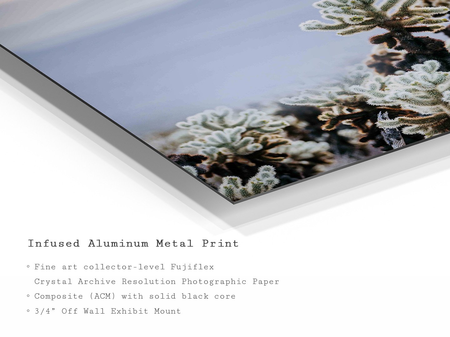velvet-dawn-desert-cholla-cactus-metal-art-print.jpg