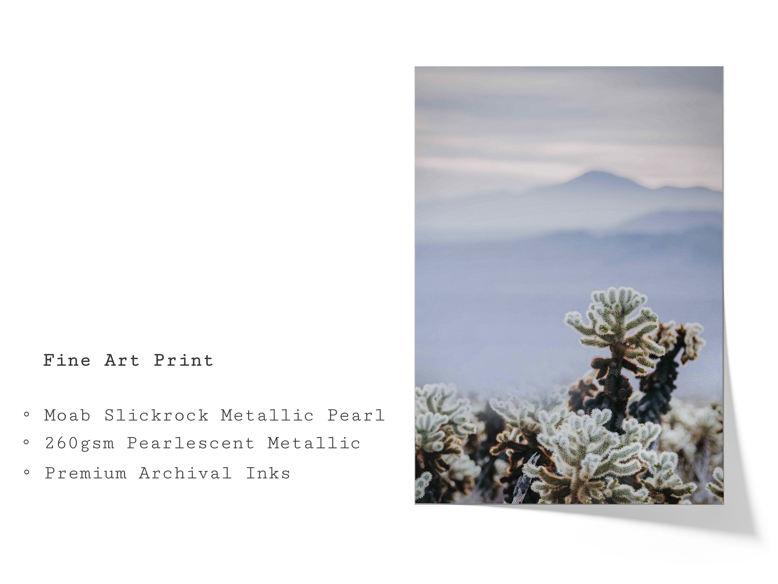 velvet-dawn-desert-cholla-cactus-fine-art-print.jpg
