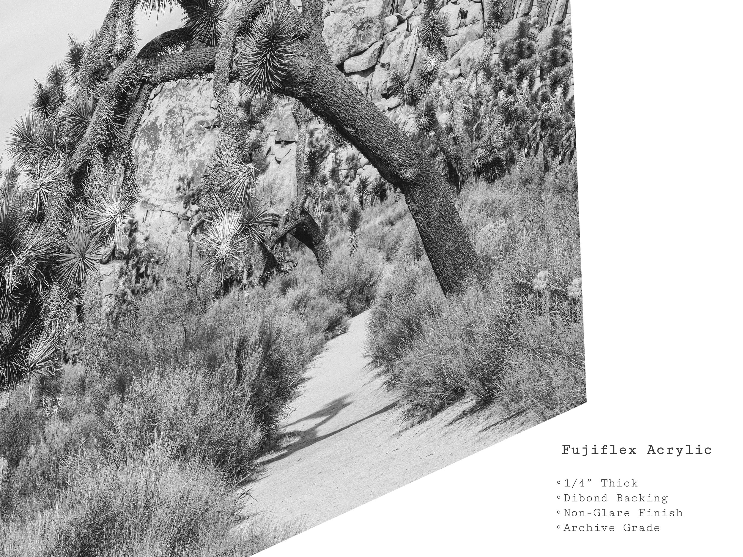 sunbaked-soul-black-white-joshua-tree-acrylic-print.jpg