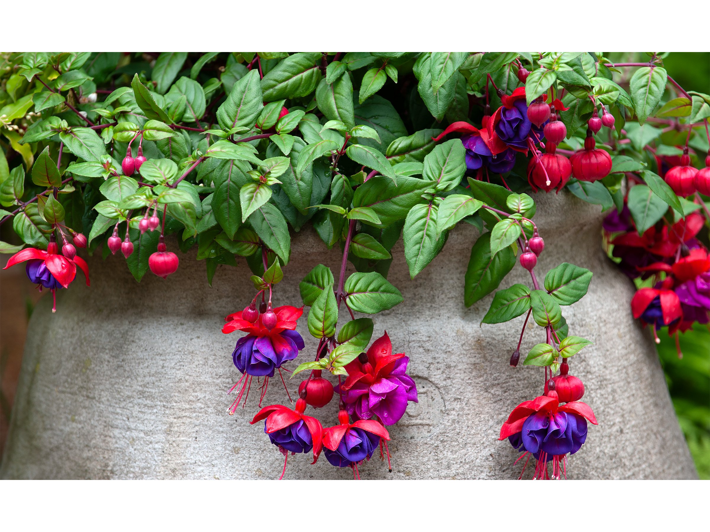 red-purple-fuchsia-flower-art-print.jpg