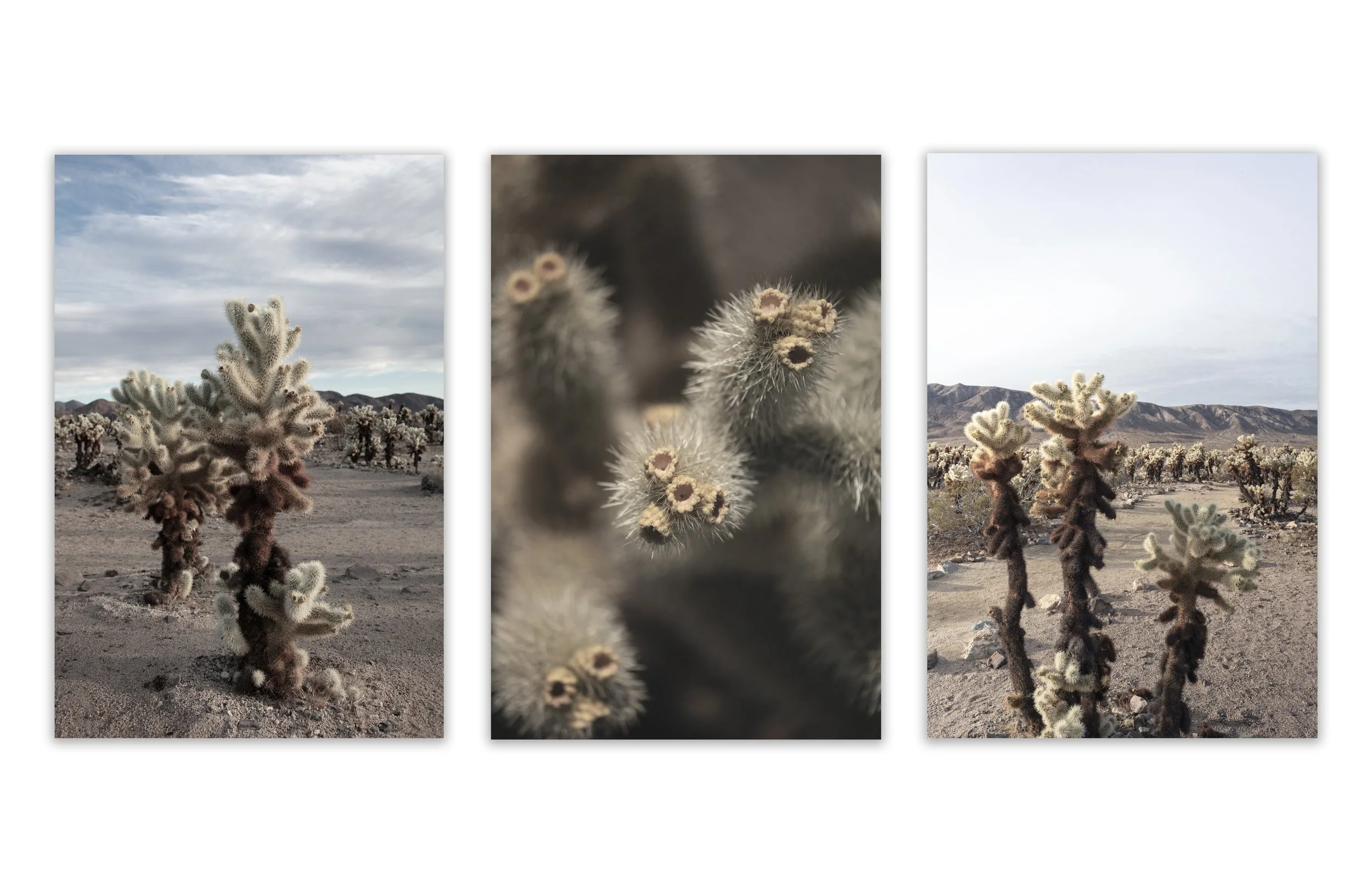 cholla-triptych-desert-cactus-wall-art-triptych.jpg