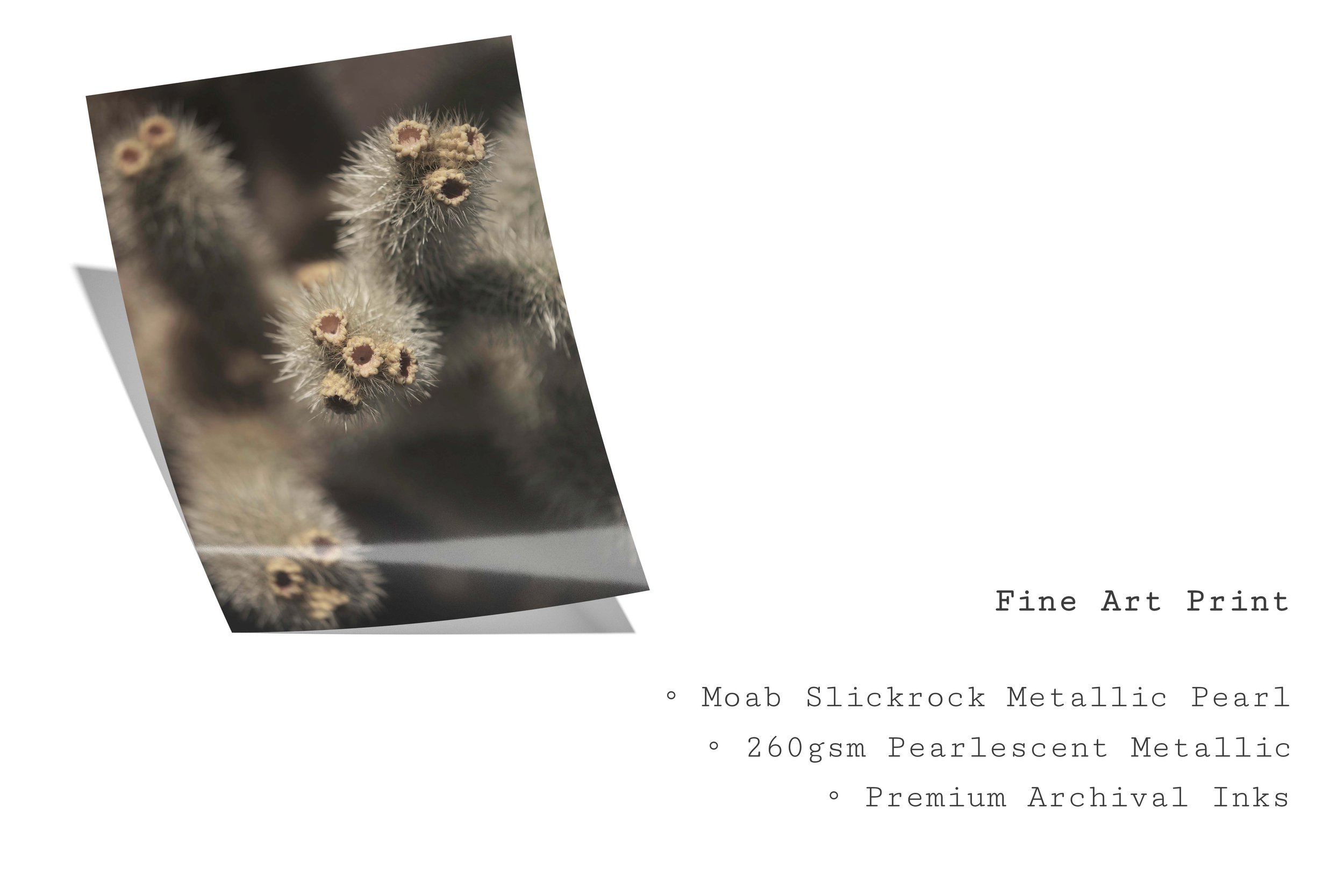 ChollaSolo_FineArtPrint.jpg