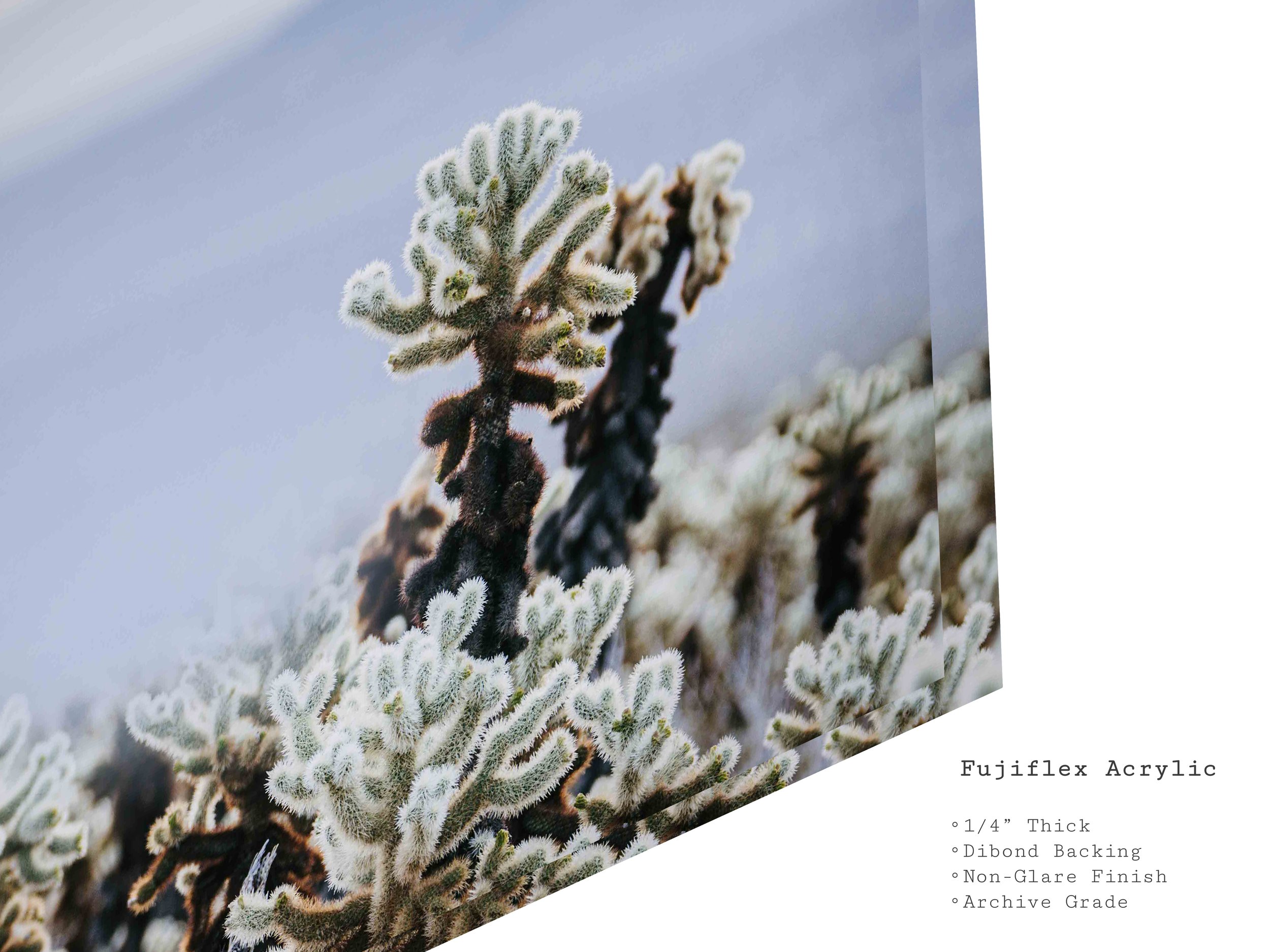 velvet-dawn-desert-cholla-cactus-acrylic-art-print.jpg