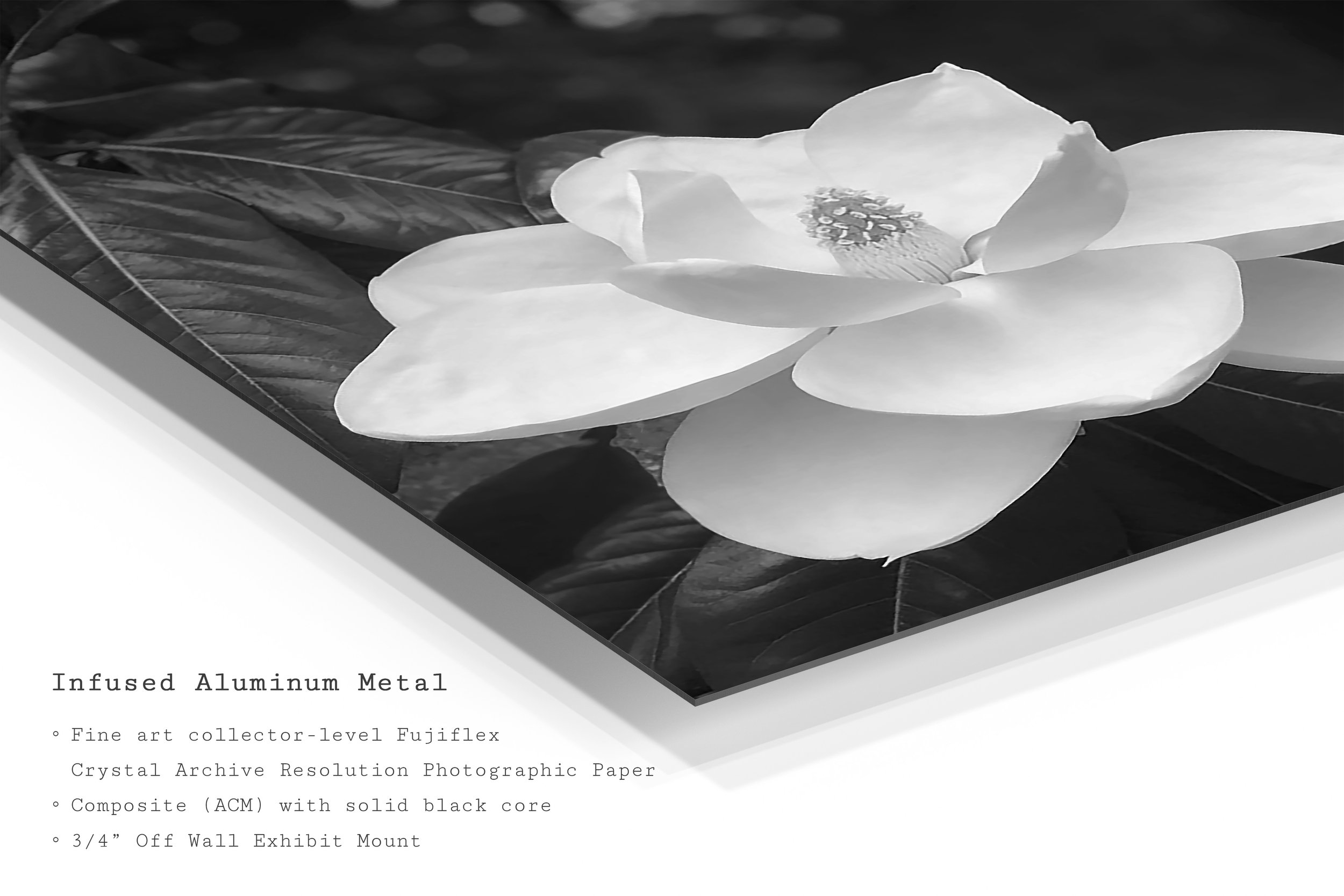 magnolia-black-white-botanical-metal-art-print.jpg
