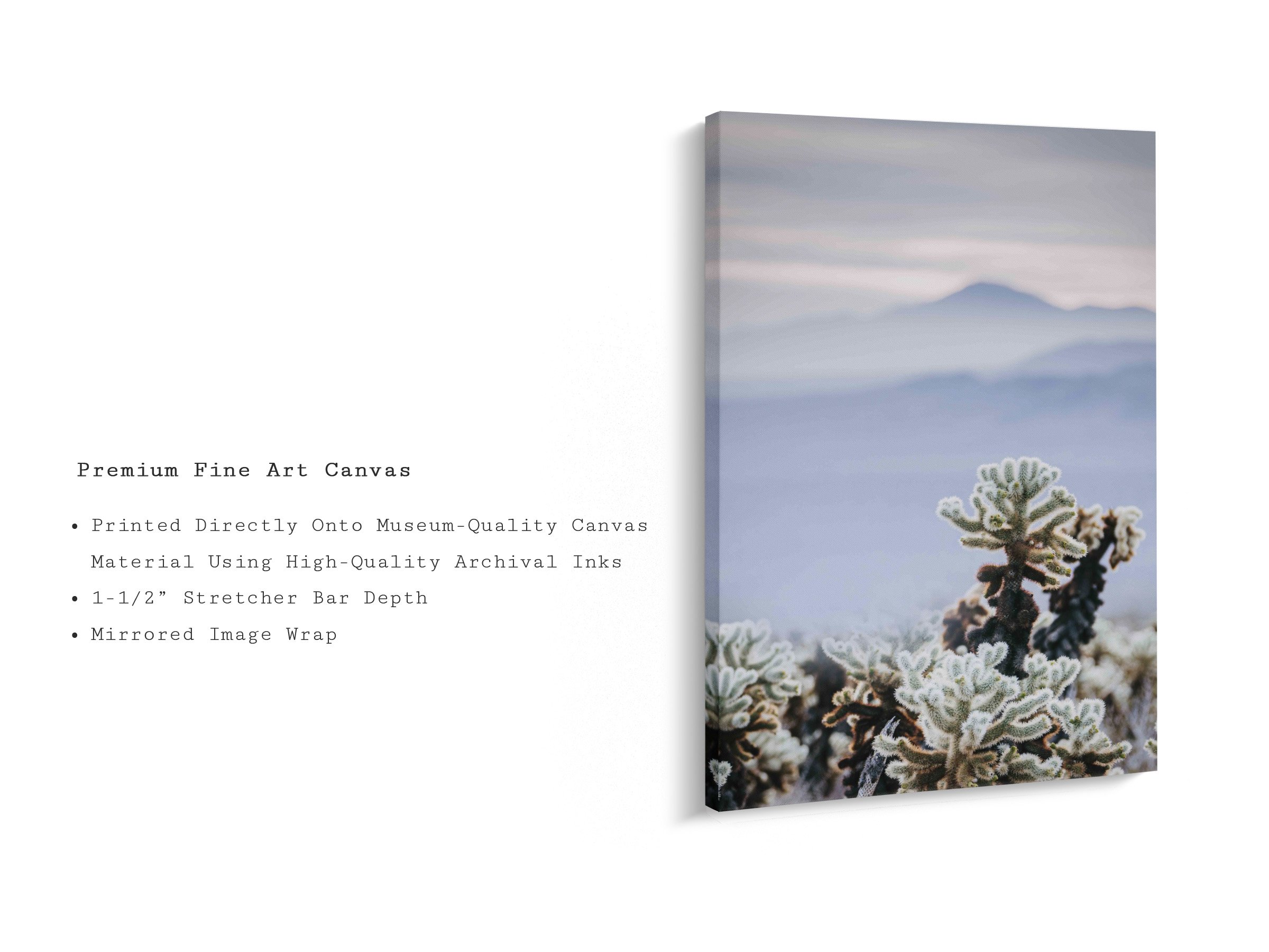 velvet-dawn-desert-cholla-cactus-canvas-art-print.jpg