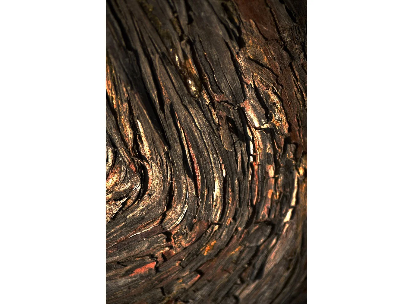 bronze-root-abstract-tree-bark-print-crop.jpg