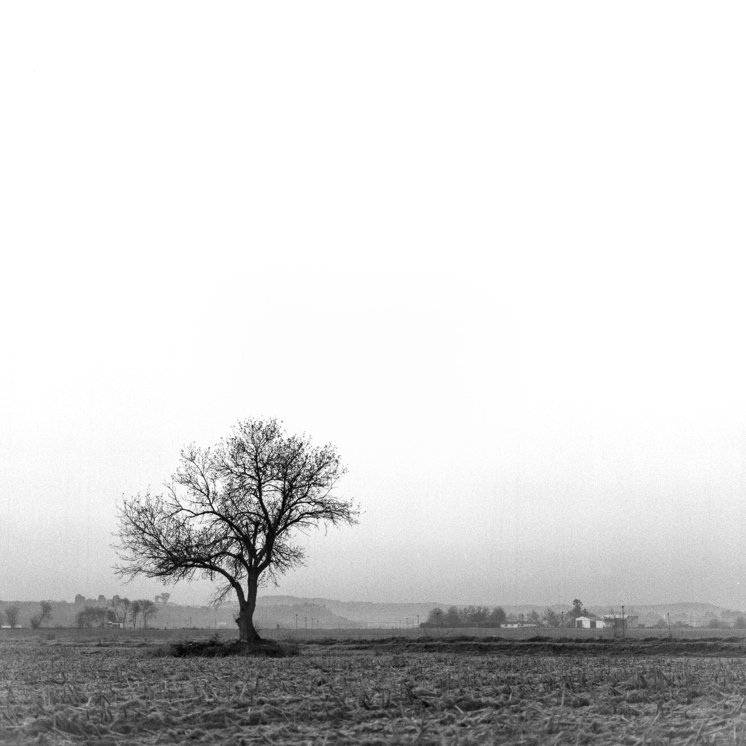 Árbol amigo en el campo de maíz segado - Fotografía de paisaje de Chema de la Cierva