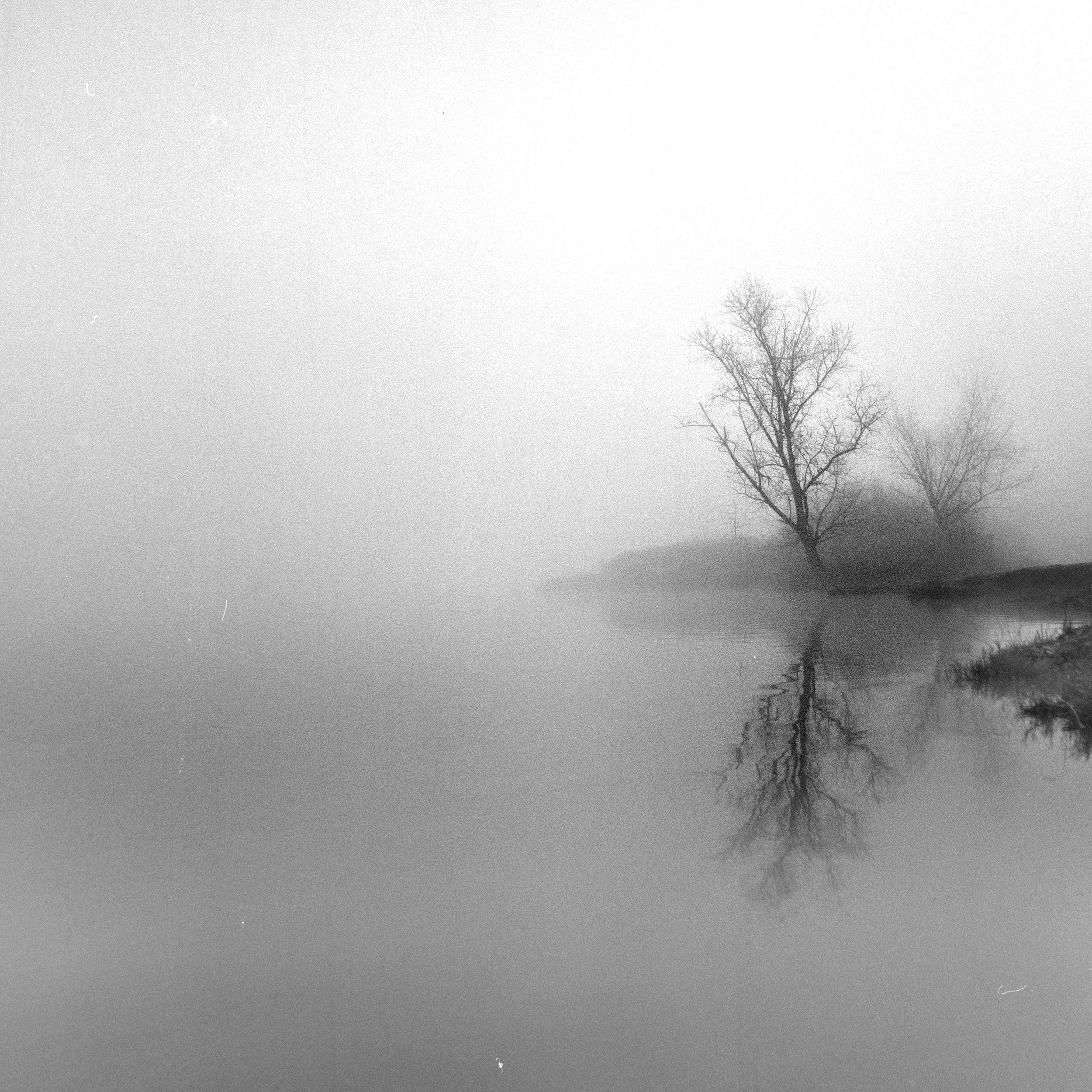 Mi segundo árbol favorito del lago - Fotografía de paisaje de Chema de la Cierva