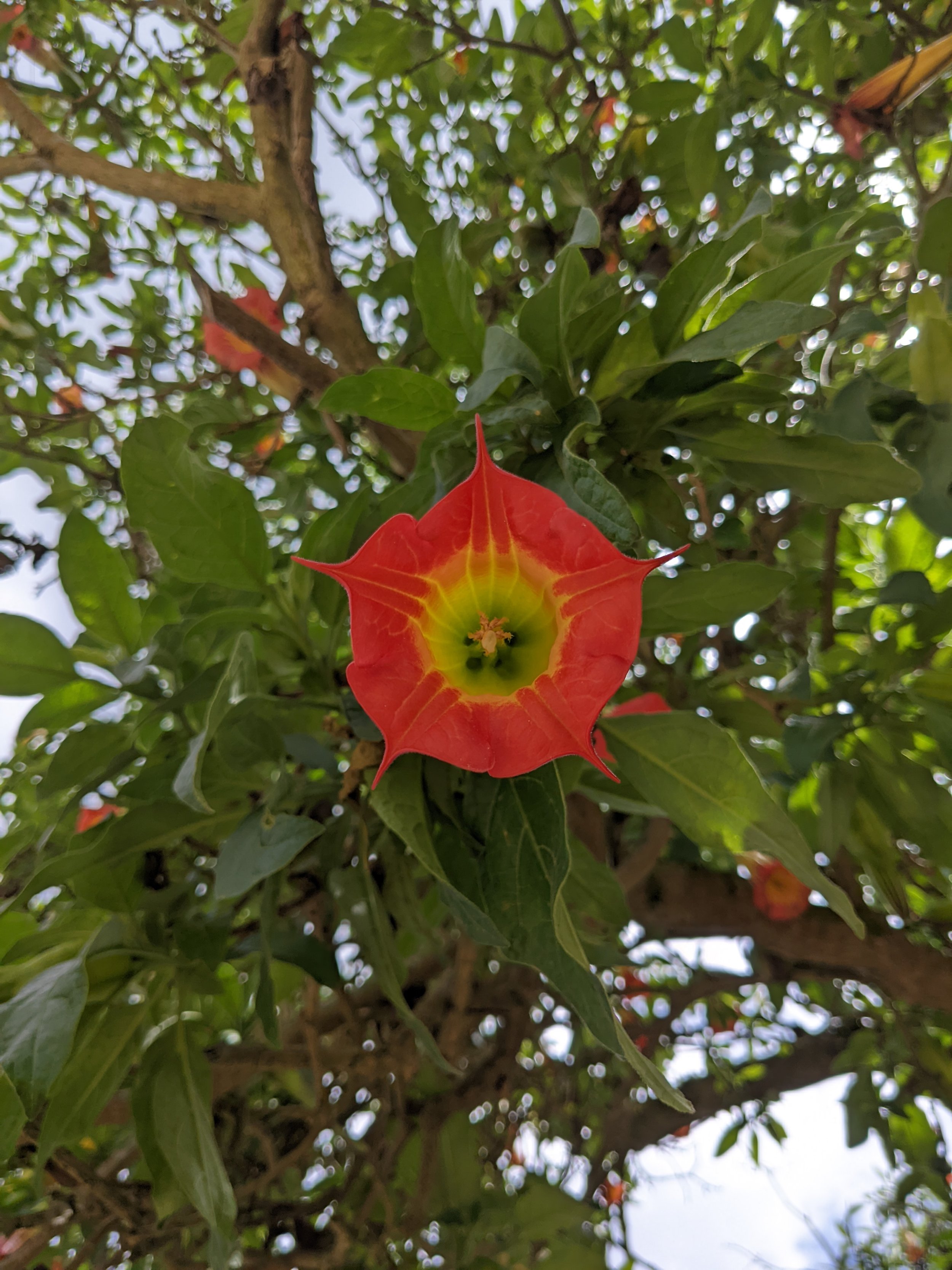 Flower from Borrachero Tree.jpeg
