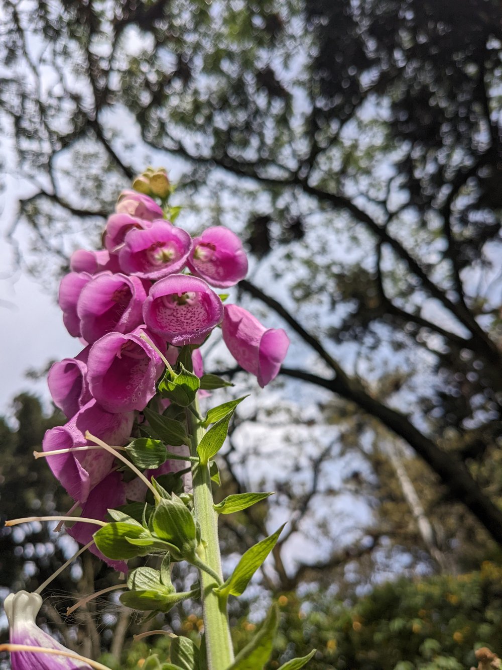 Pink Bell Flowers (Poisonous?).jpeg