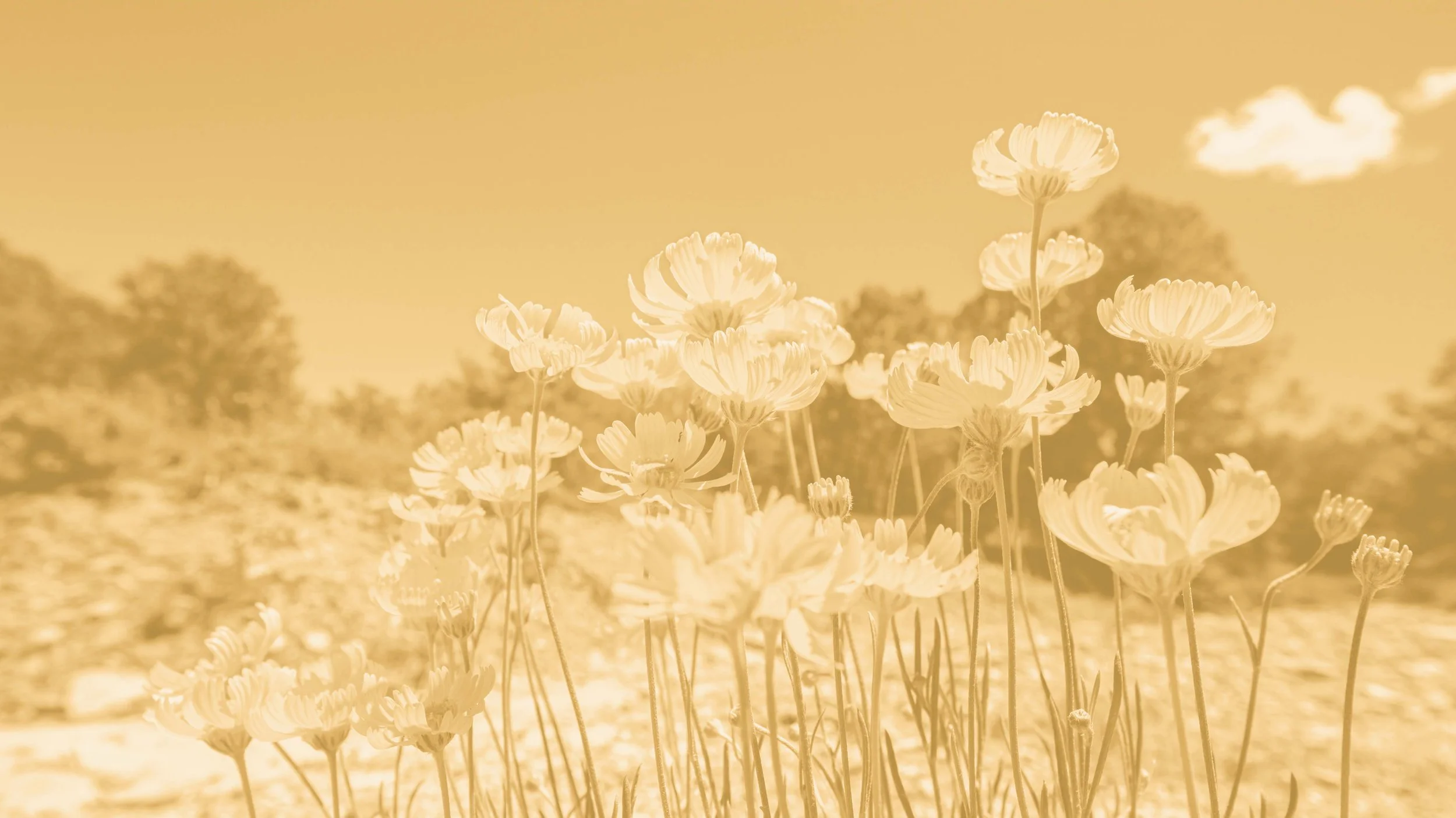 Yellow desert wildflowers