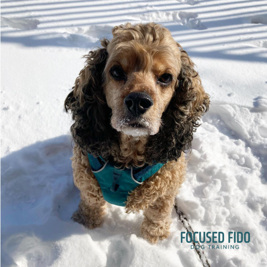 Professional Puppy & Dog Trainer Dallas, TX