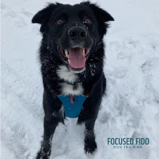 Professional Puppy & Dog Trainer Dallas, TX