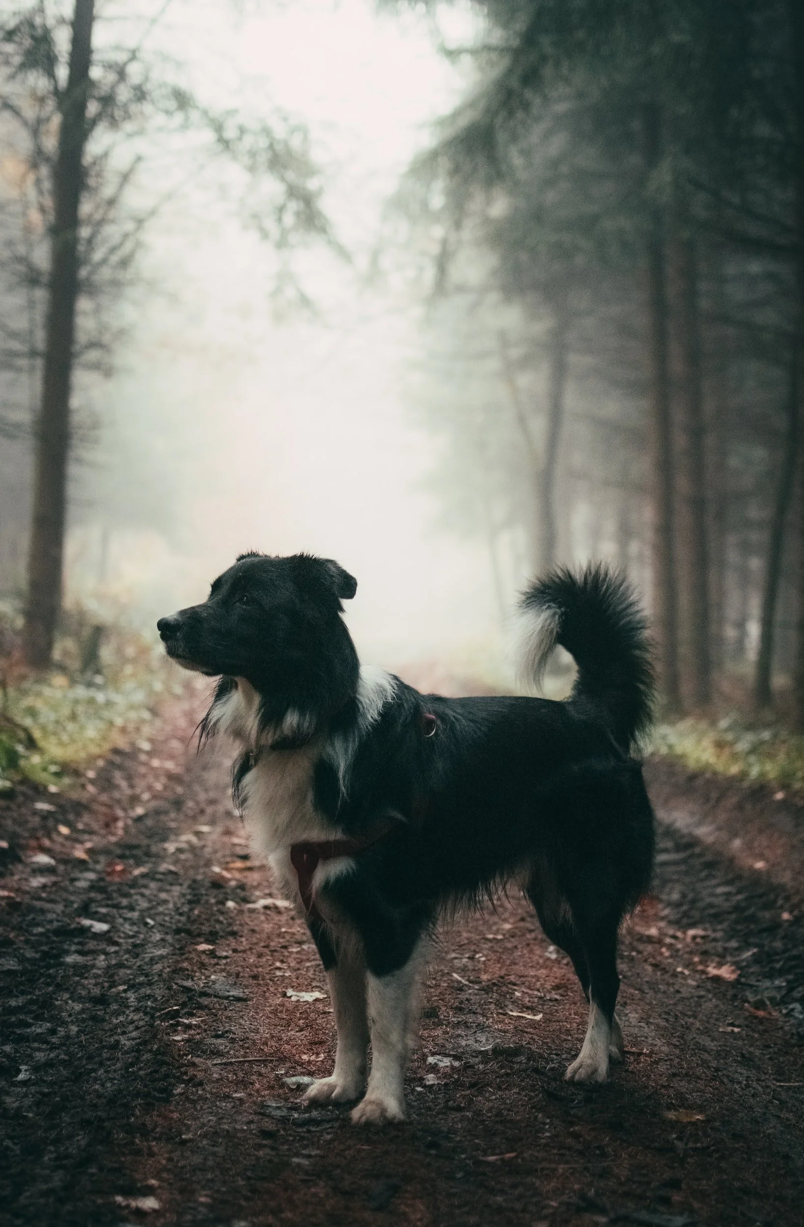 unsplash-image-gHBiiAStM44.jpg