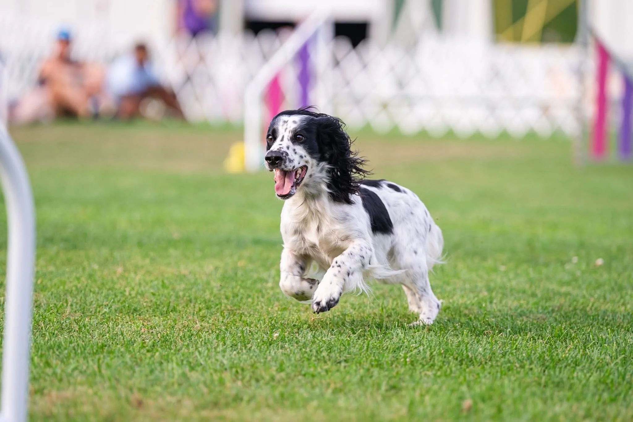 A black and white English Springer Spaniel running and playing on a grassy field during a dog agility event.