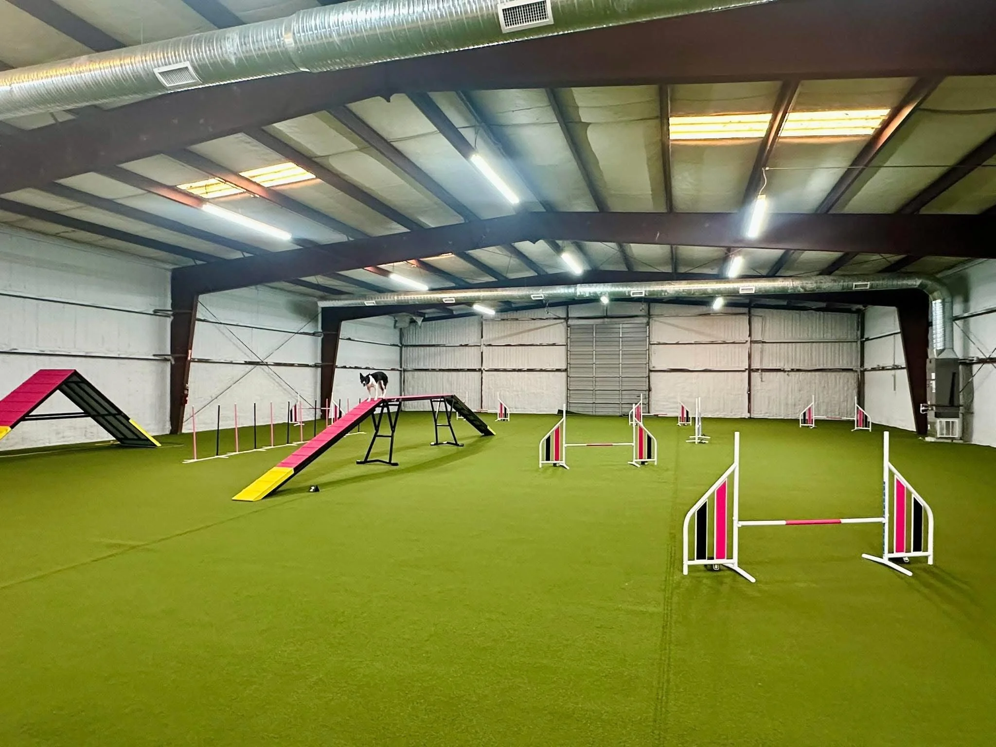 Indoor dog agility training course with ramps, jumps, and obstacles on artificial grass.