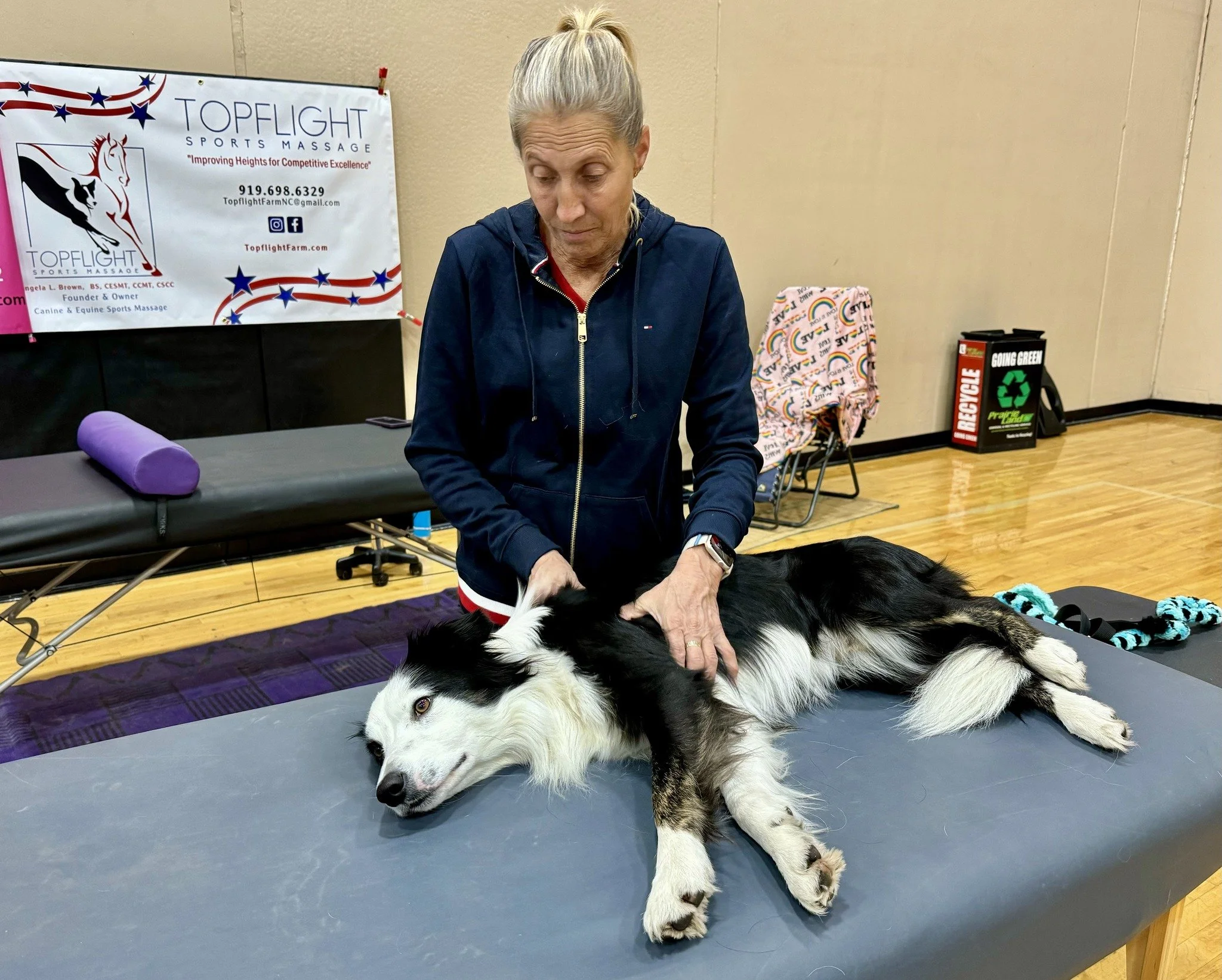 A woman is giving a massage to a black and white dog lying on a table in a room with wooden floors. There is a banner in the background that reads 'Topflight Sports Massage'.