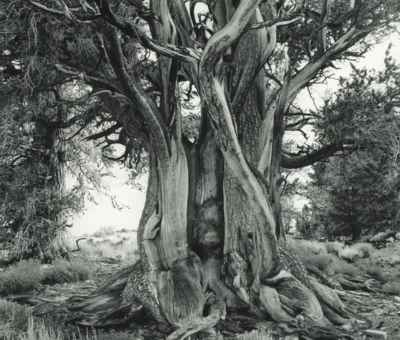 Howard Hardie