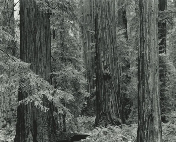 redwood grove.jpg