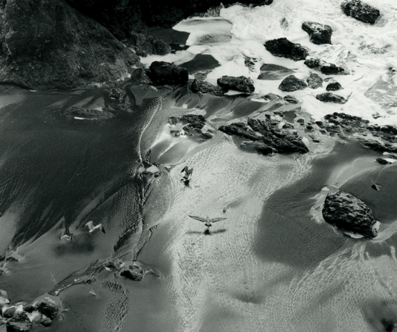 Shorel-Fligh-edit.gif