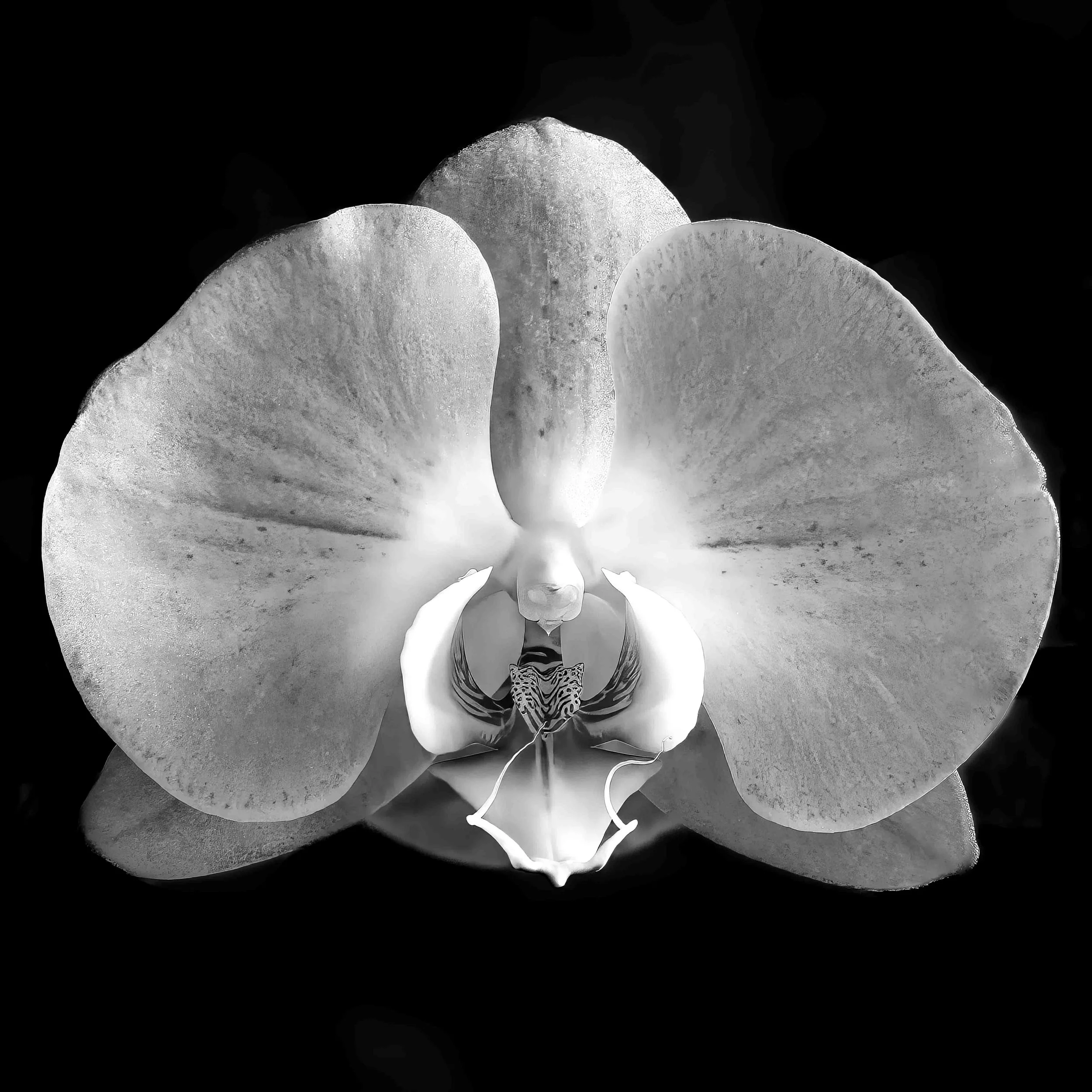 Phalaenopsis.jpg