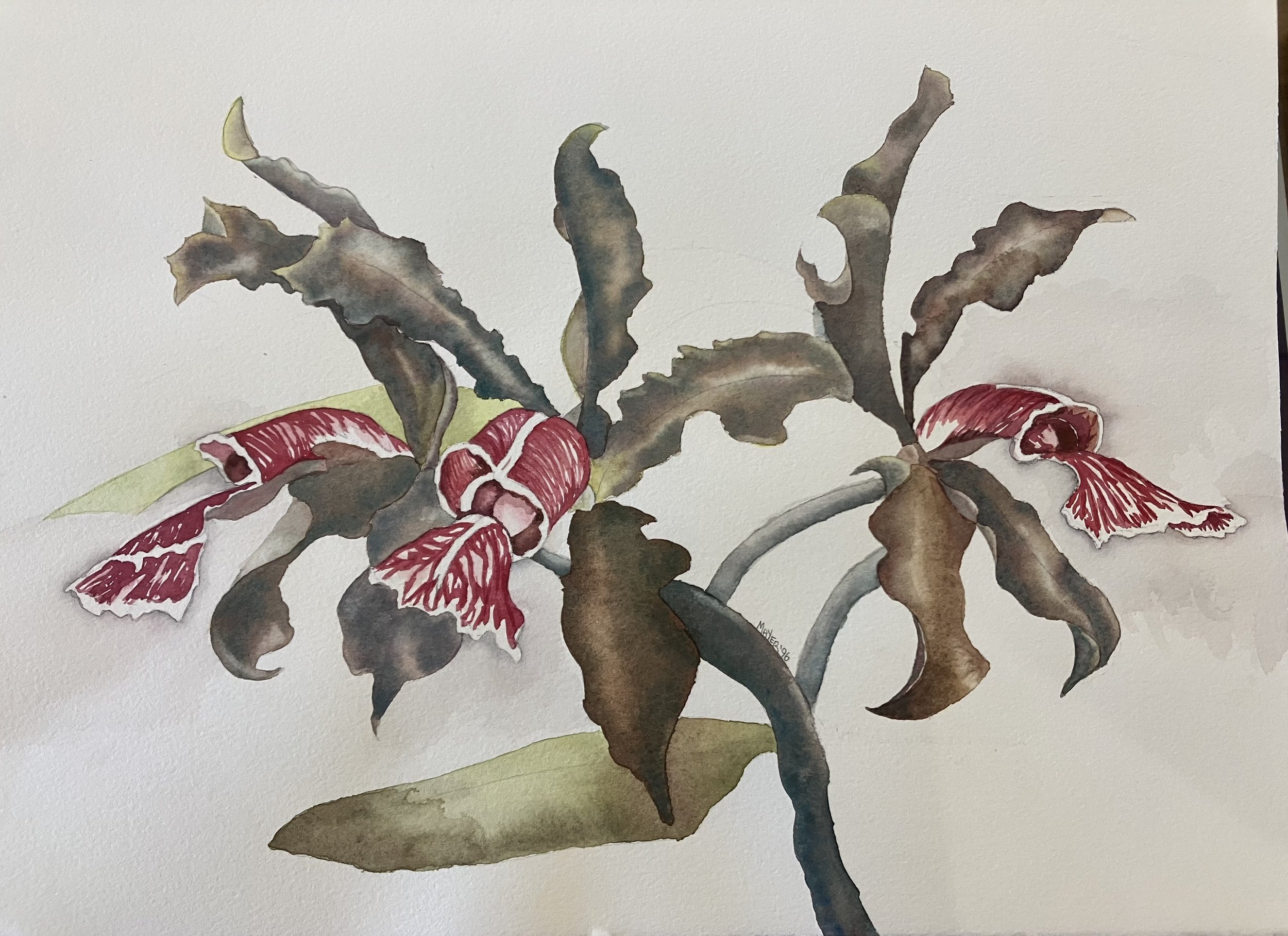 M Mayer epidendrum.jpeg