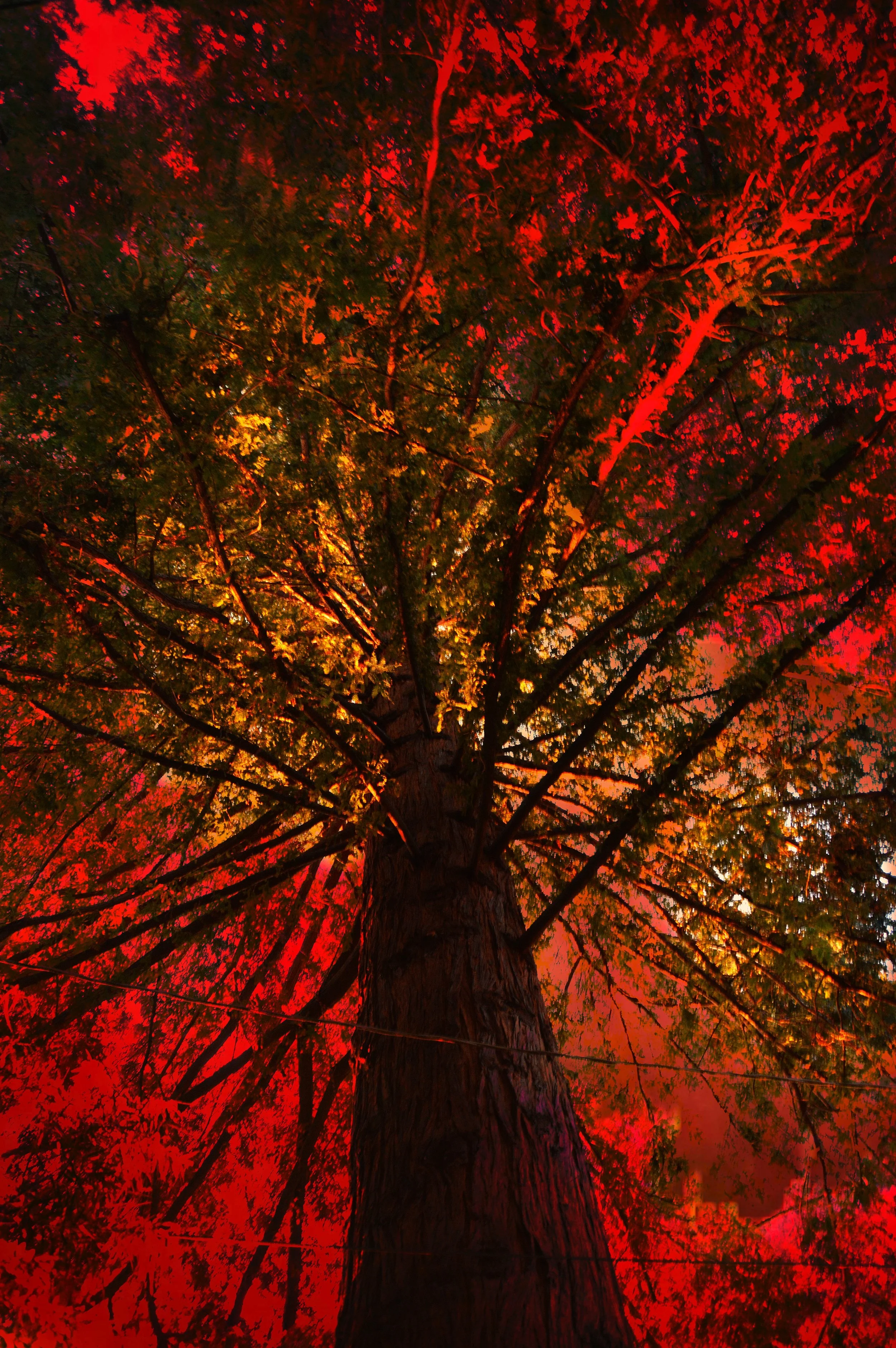 Tree on Fire-3.jpg