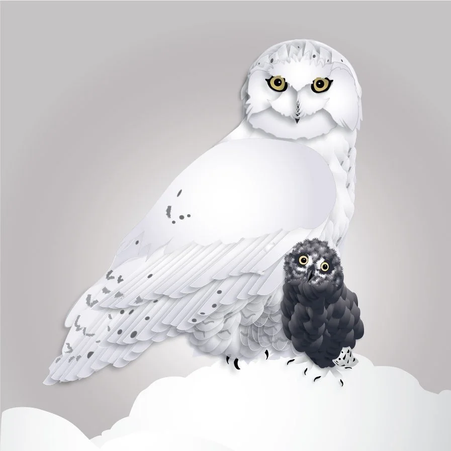 snowy-owl-2.jpg