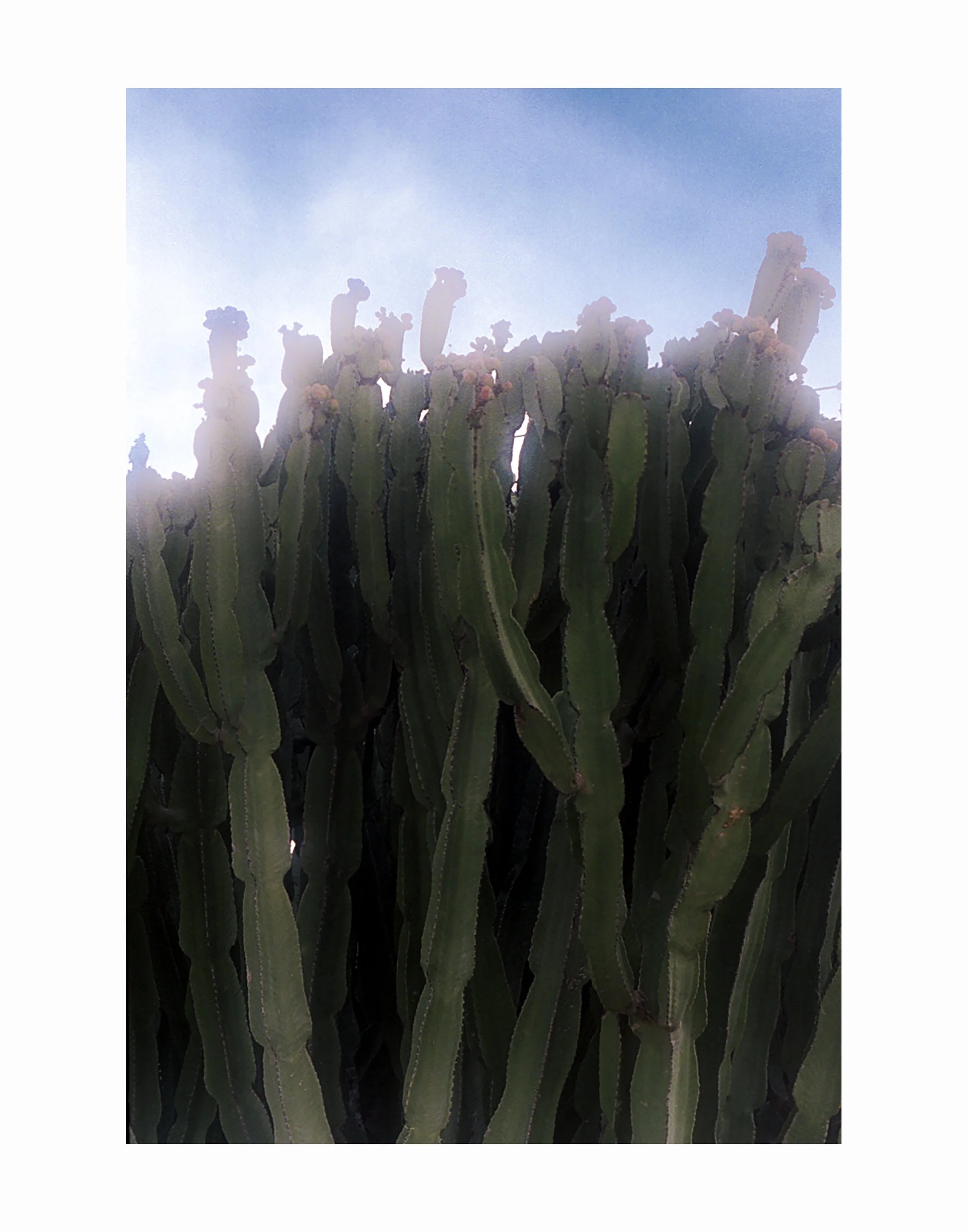 Cactus copy.jpg