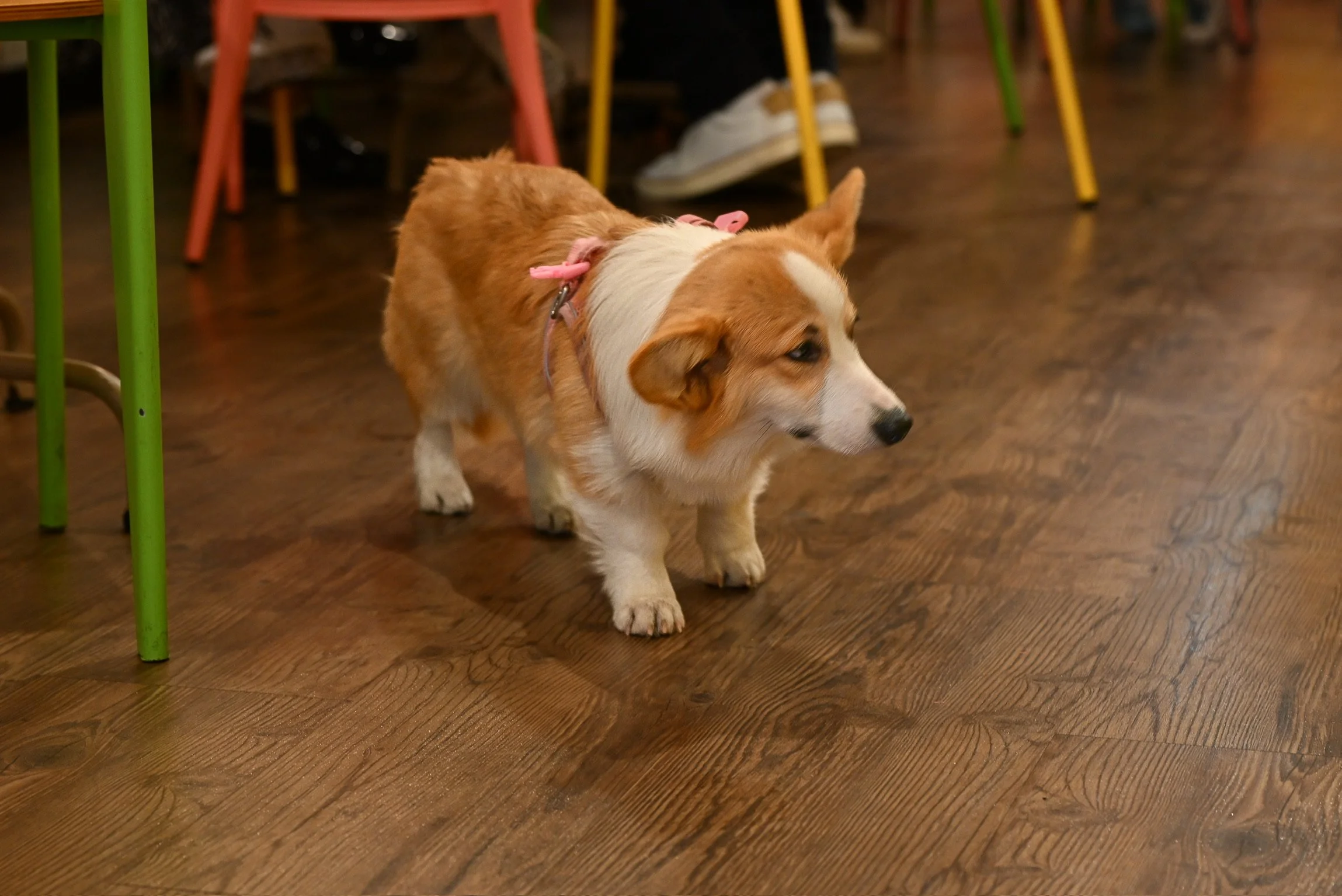 Corgi cafe employee of the month