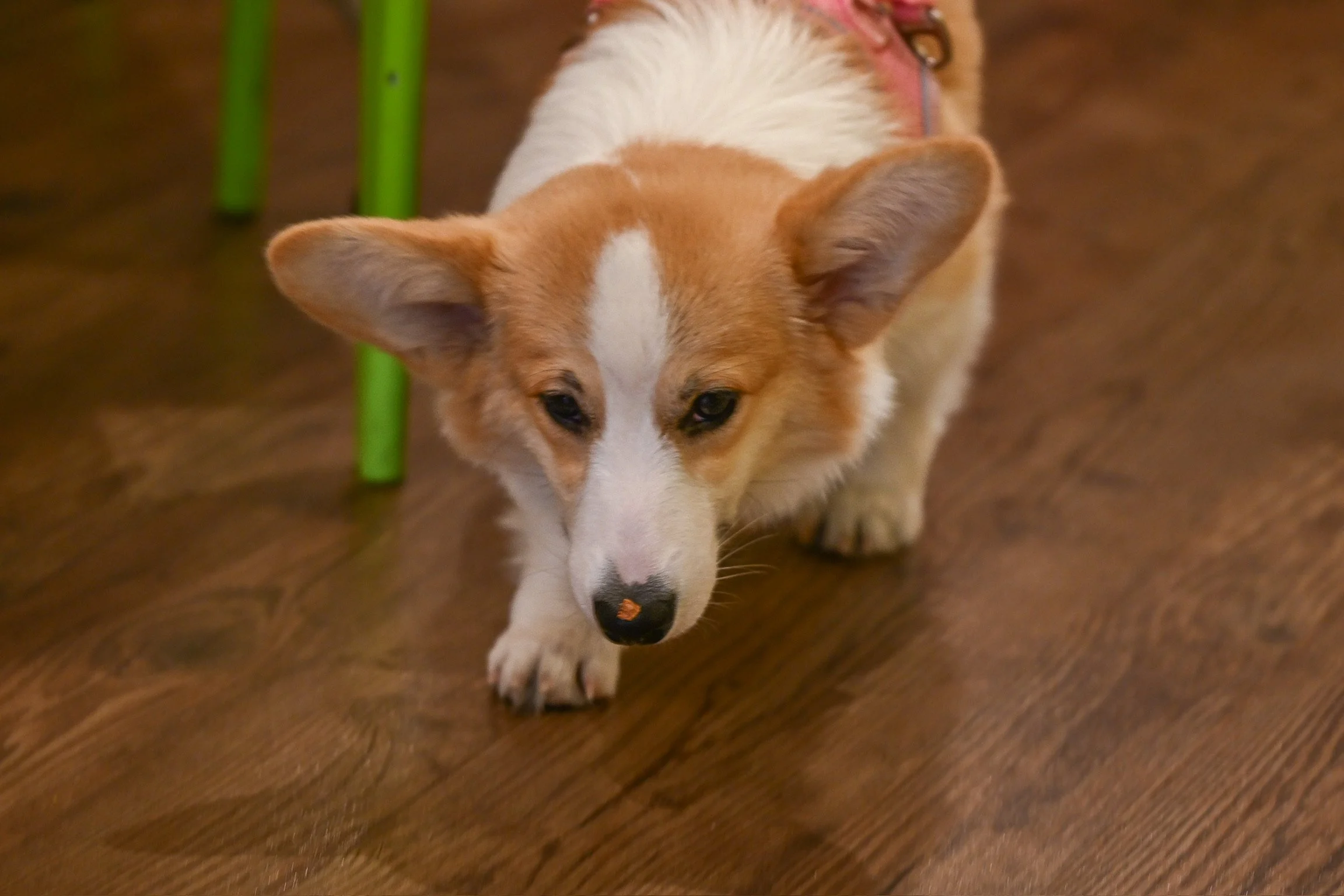 Corgi cafe employee of the month