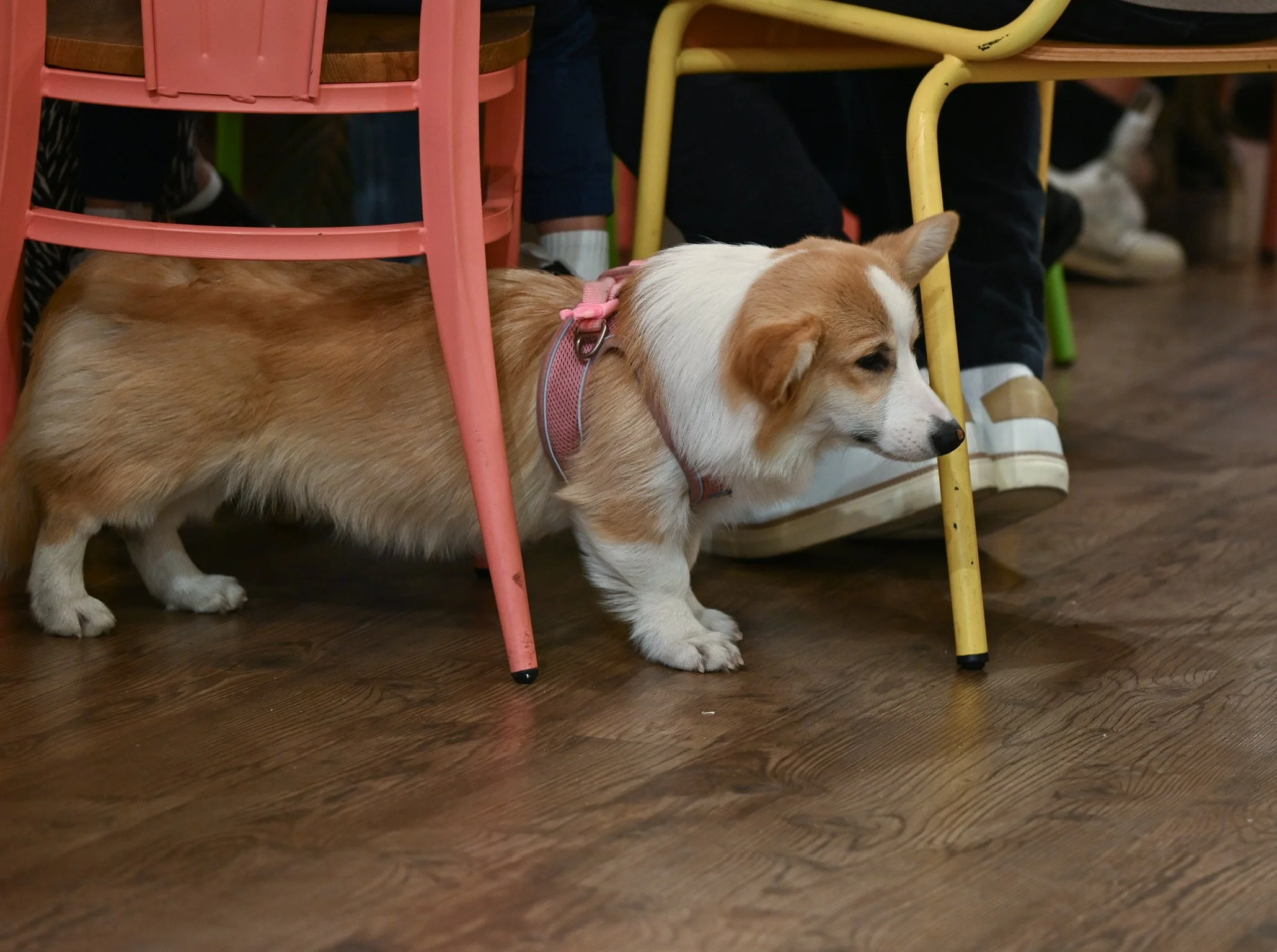 Corgi cafe employee of the month
