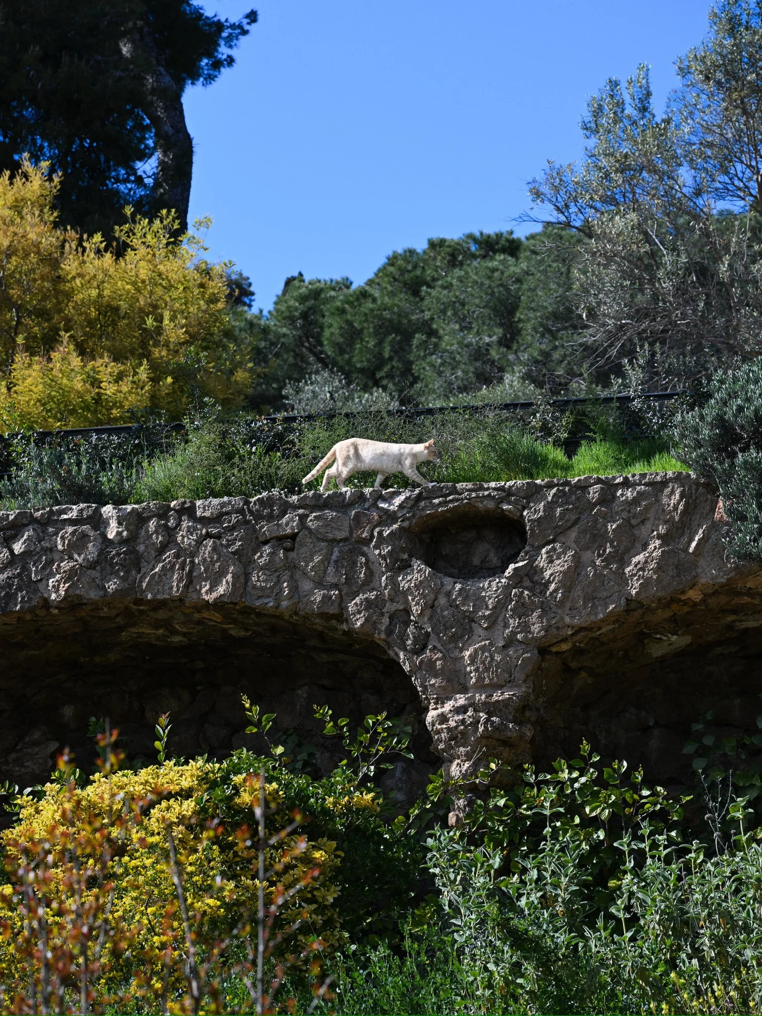 Cat stalking the gardens at Park Güell