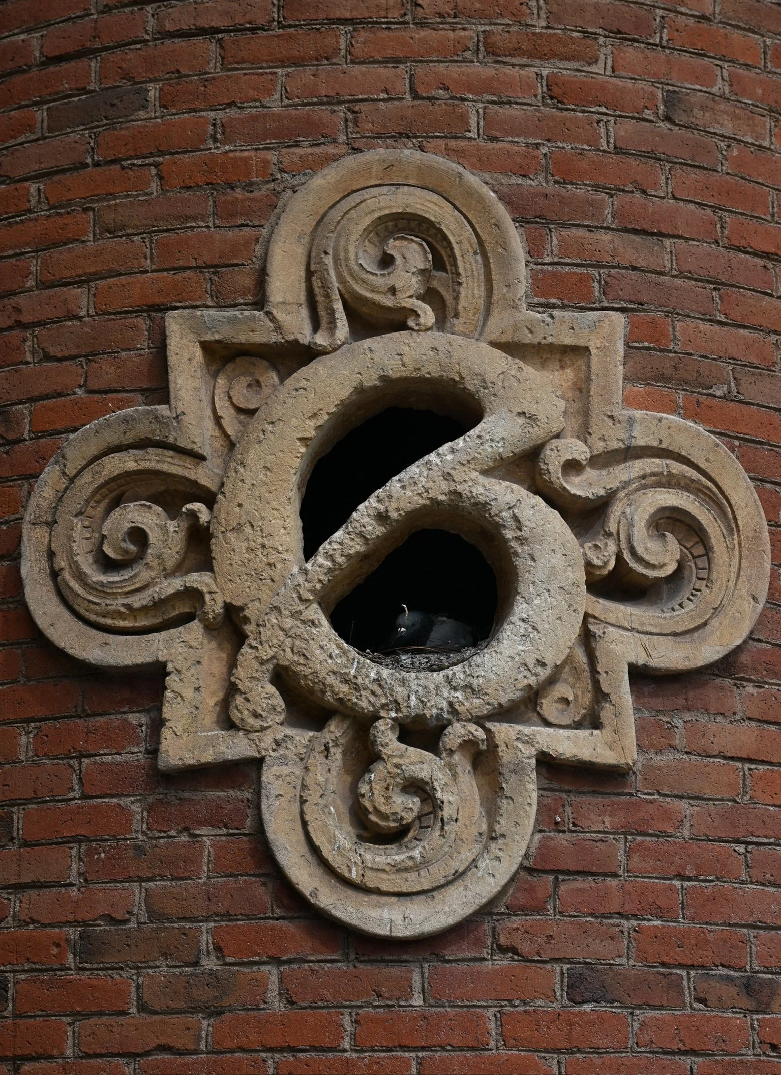Pigeon nesting in the gates outside Sant Pau