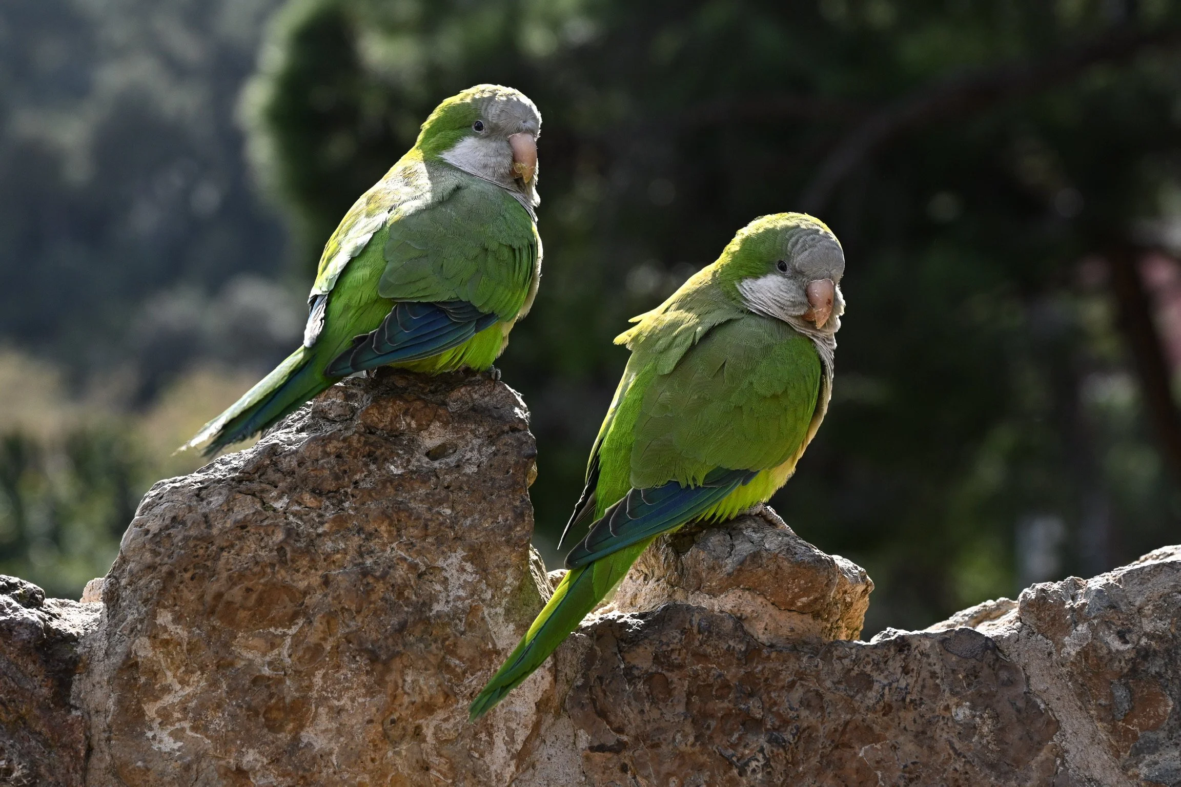 Monk parakeets inside Park Güell