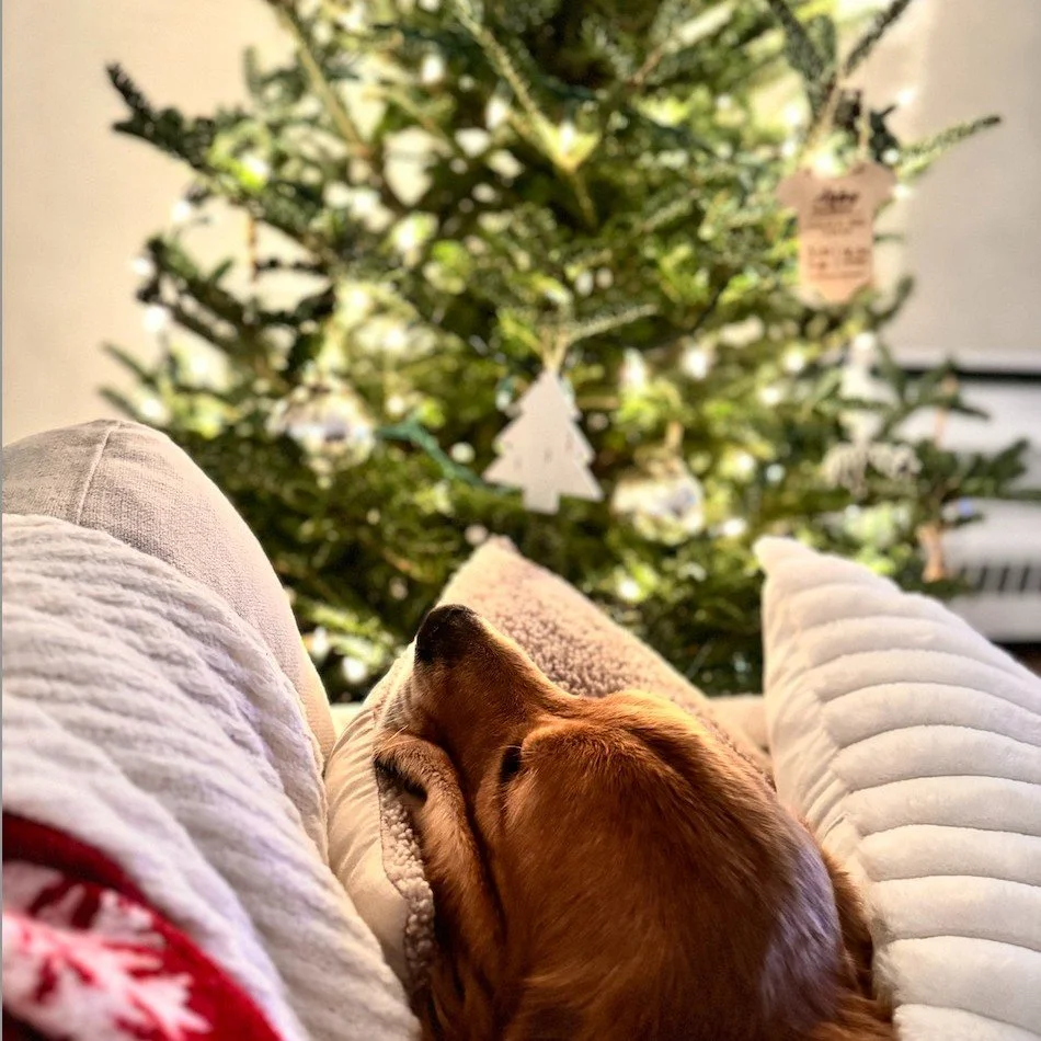 β¨πWe are open today from 9am-4pm! πβ¨
We LOVE seeing all of your trees dressed up after you take them home from the farm! Make sure to tag us on instagram J & D Christmas Trees @thecarrollsfarm
This is Gus admiring his family's new tree πβ¨
#