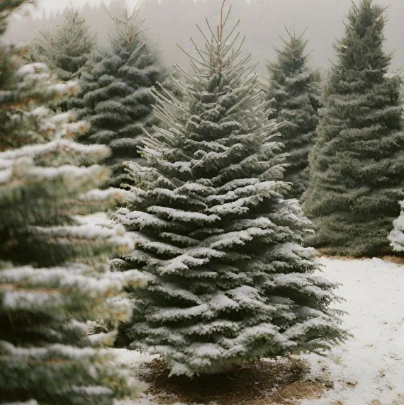 Snow-kissed trees and holiday dreams! 🎄❄️ What are you most excited for this holiday season? Let us know in the comments below! 👇👇

www.janddchristmastrees.com

#christmas #trees #thecarrollstreefarm #holiday #family #fun