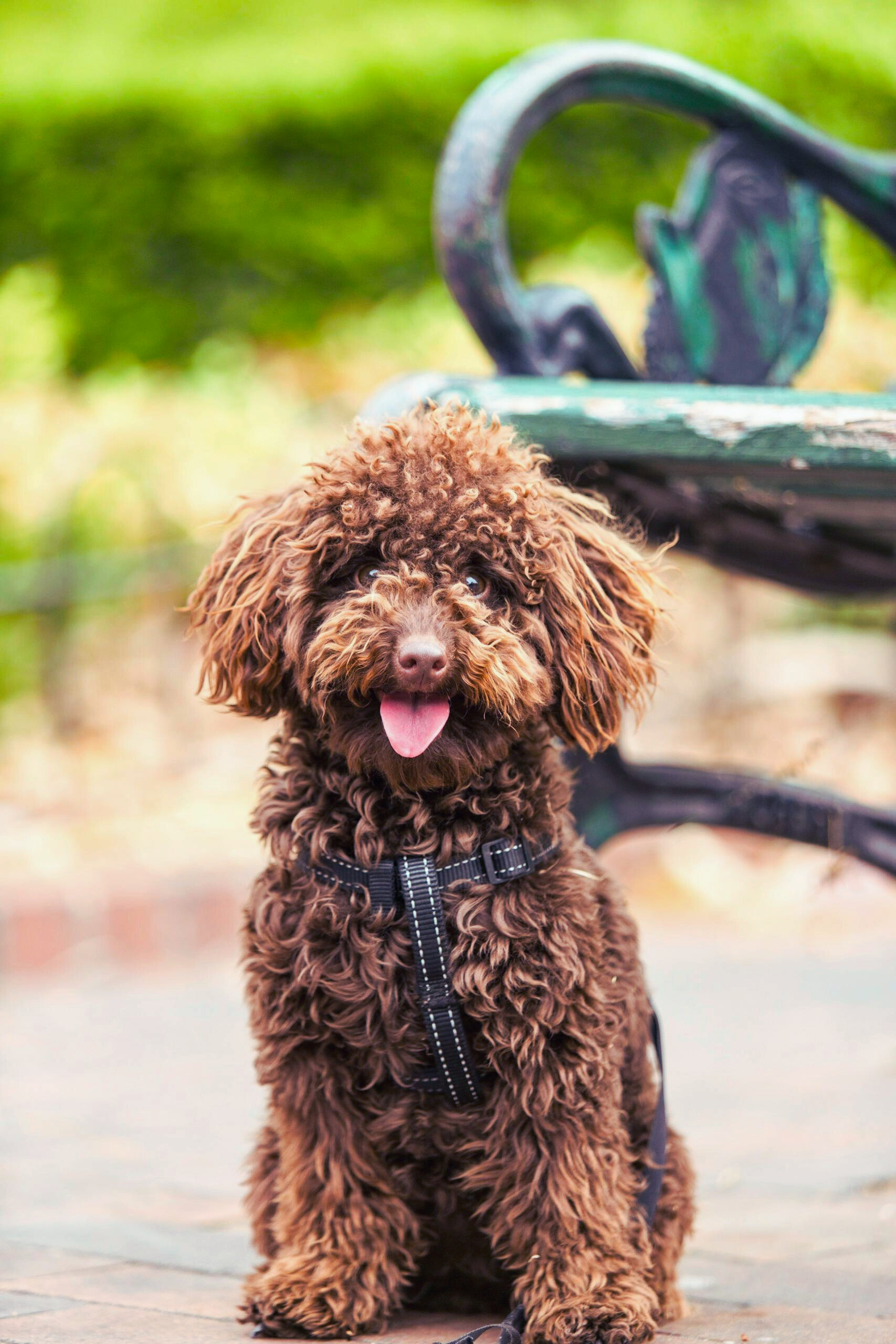 How to teach your dog to sit: A simple step-by-step guide