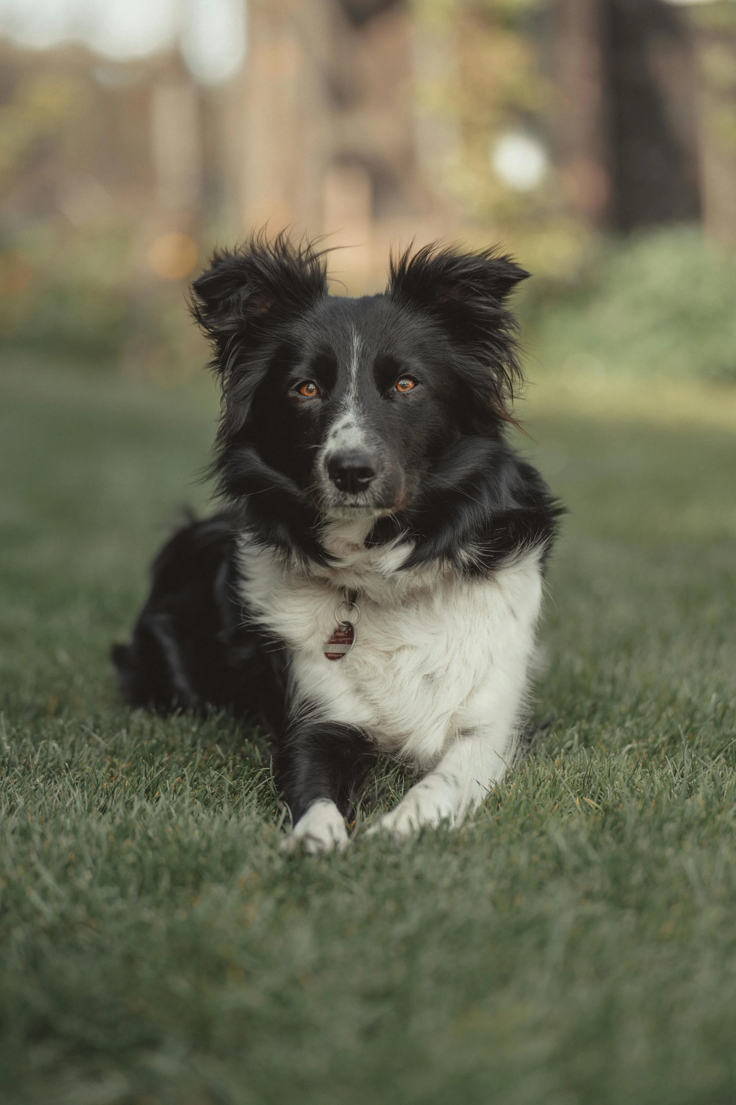 How to teach your dog to lay down: A simple step-by-step guide.