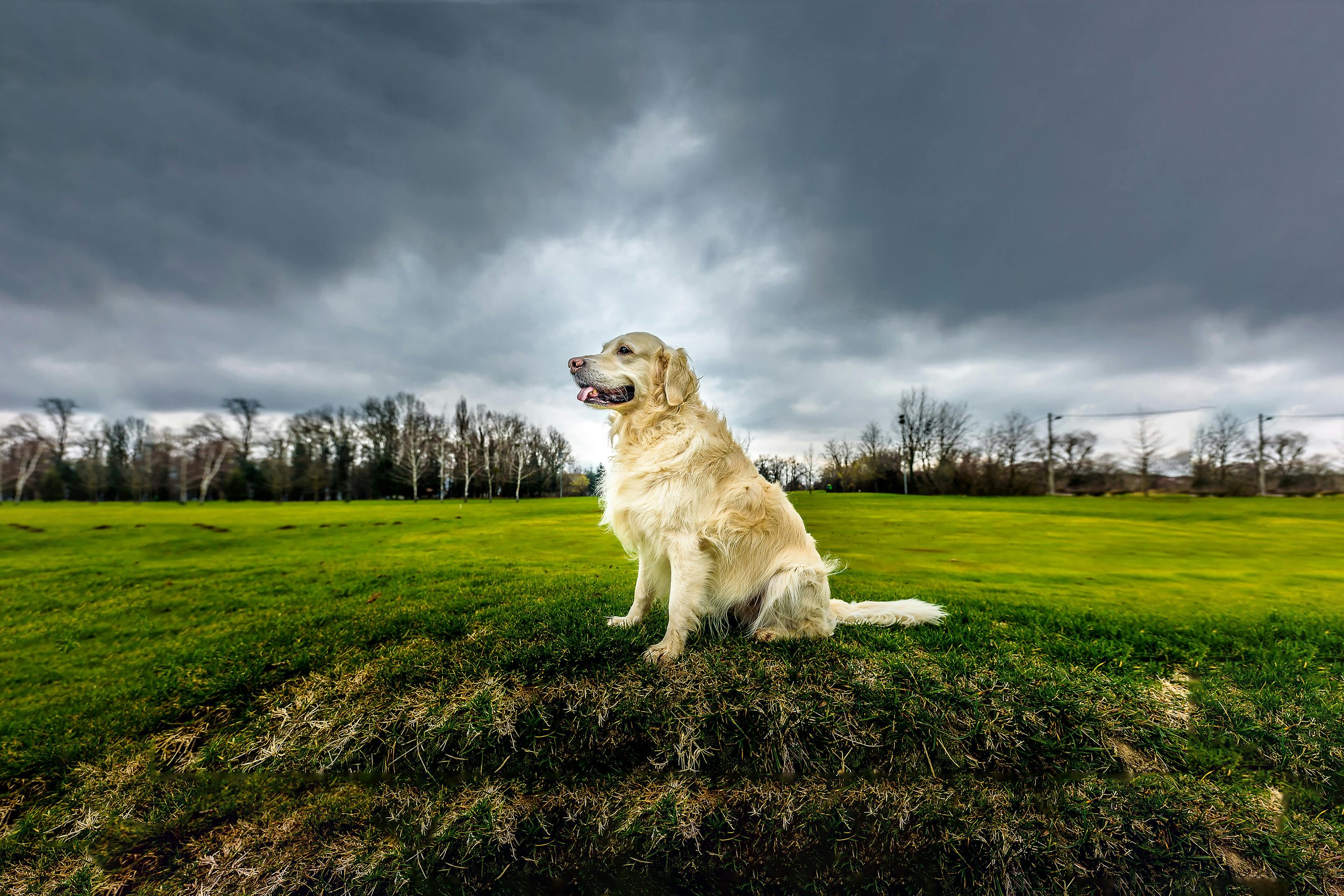 Teaching your dog to stay: a step-by-step guide